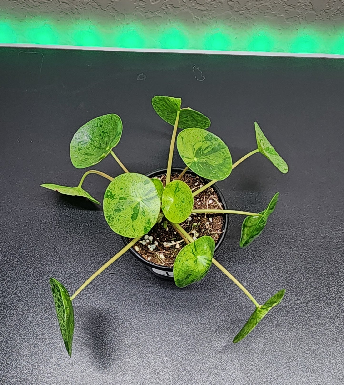 Pilea 'Mojito'