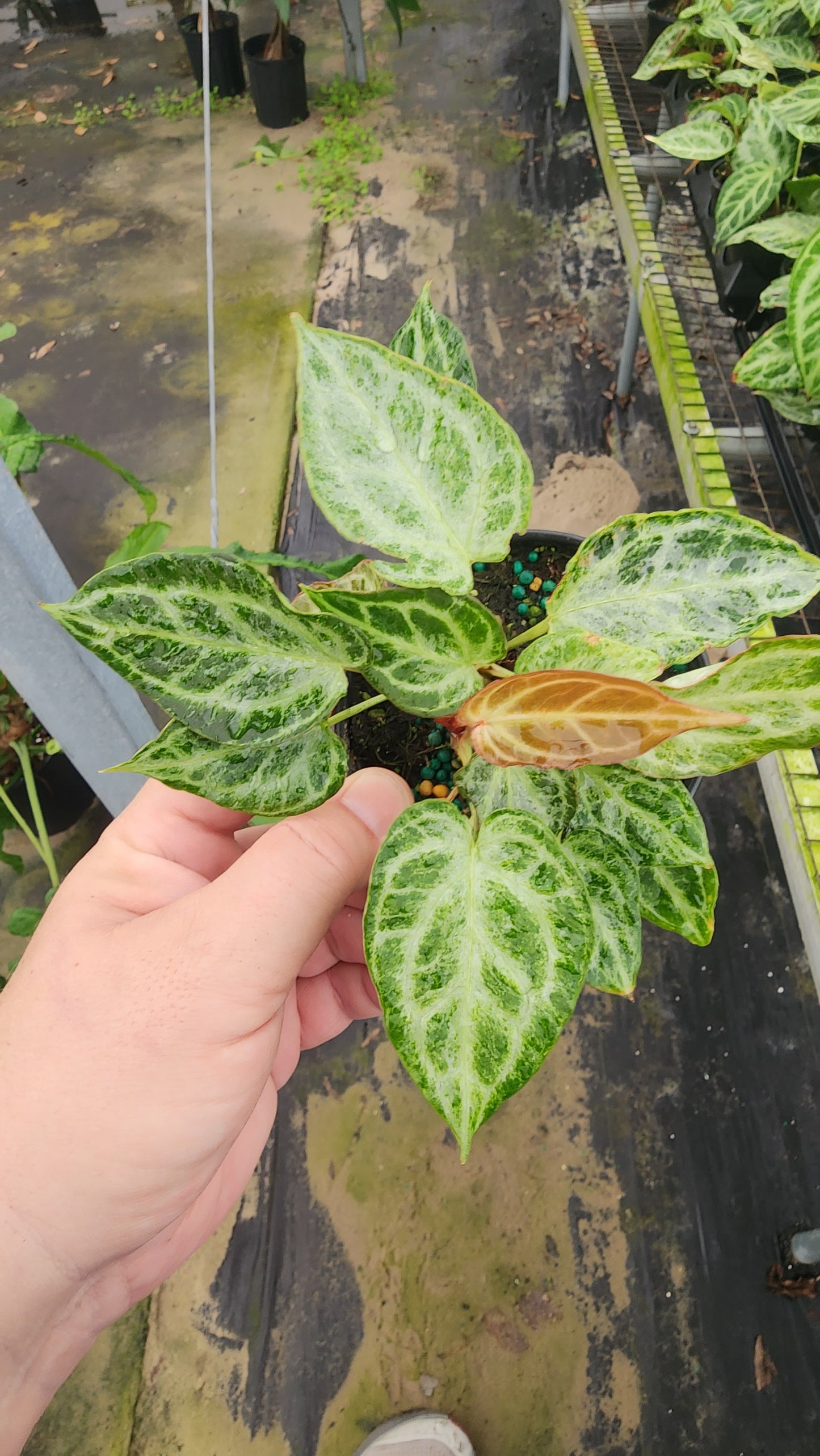 Anthurium Silver Blush Mint