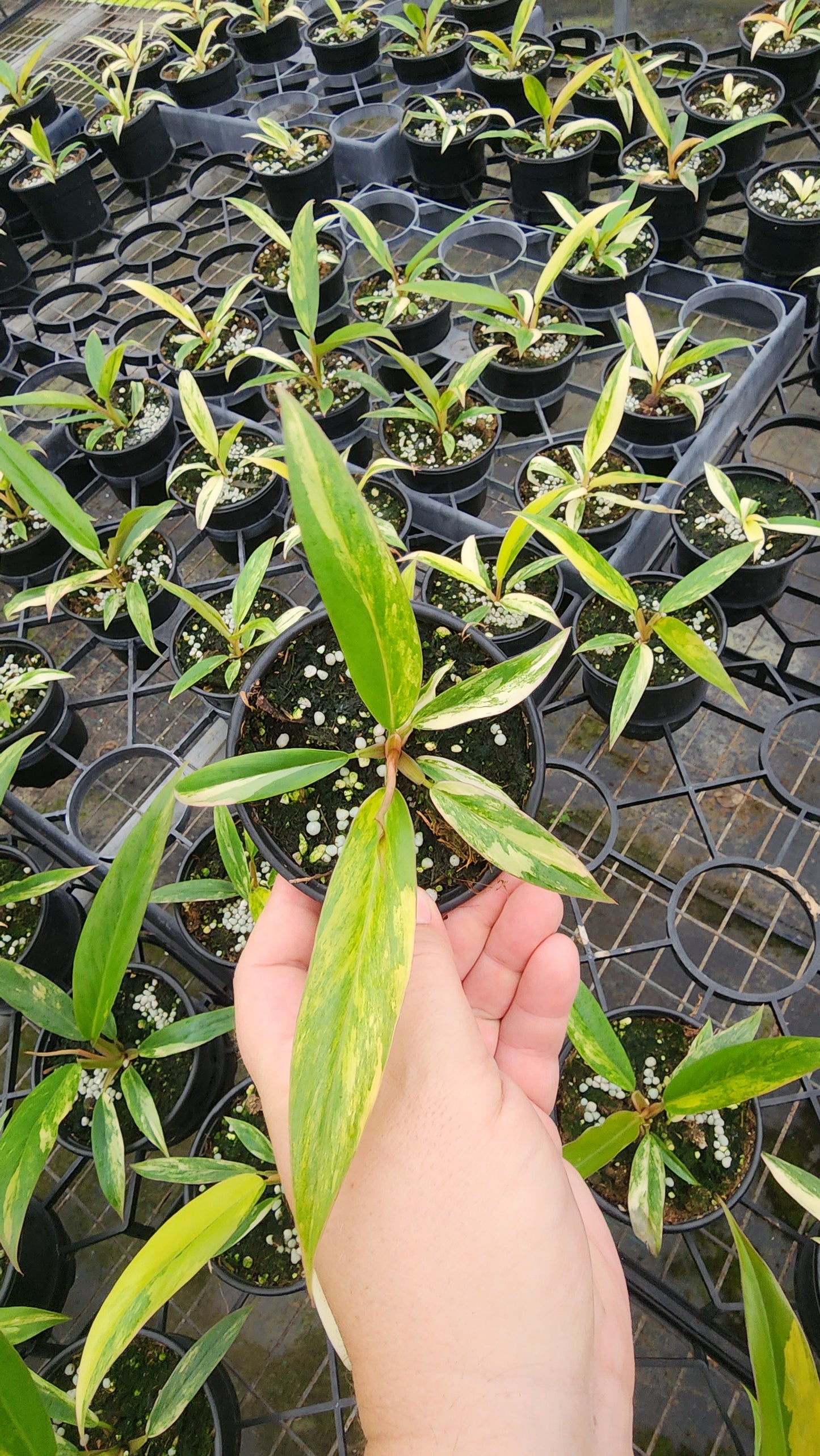 Philodendron Caramel Marble