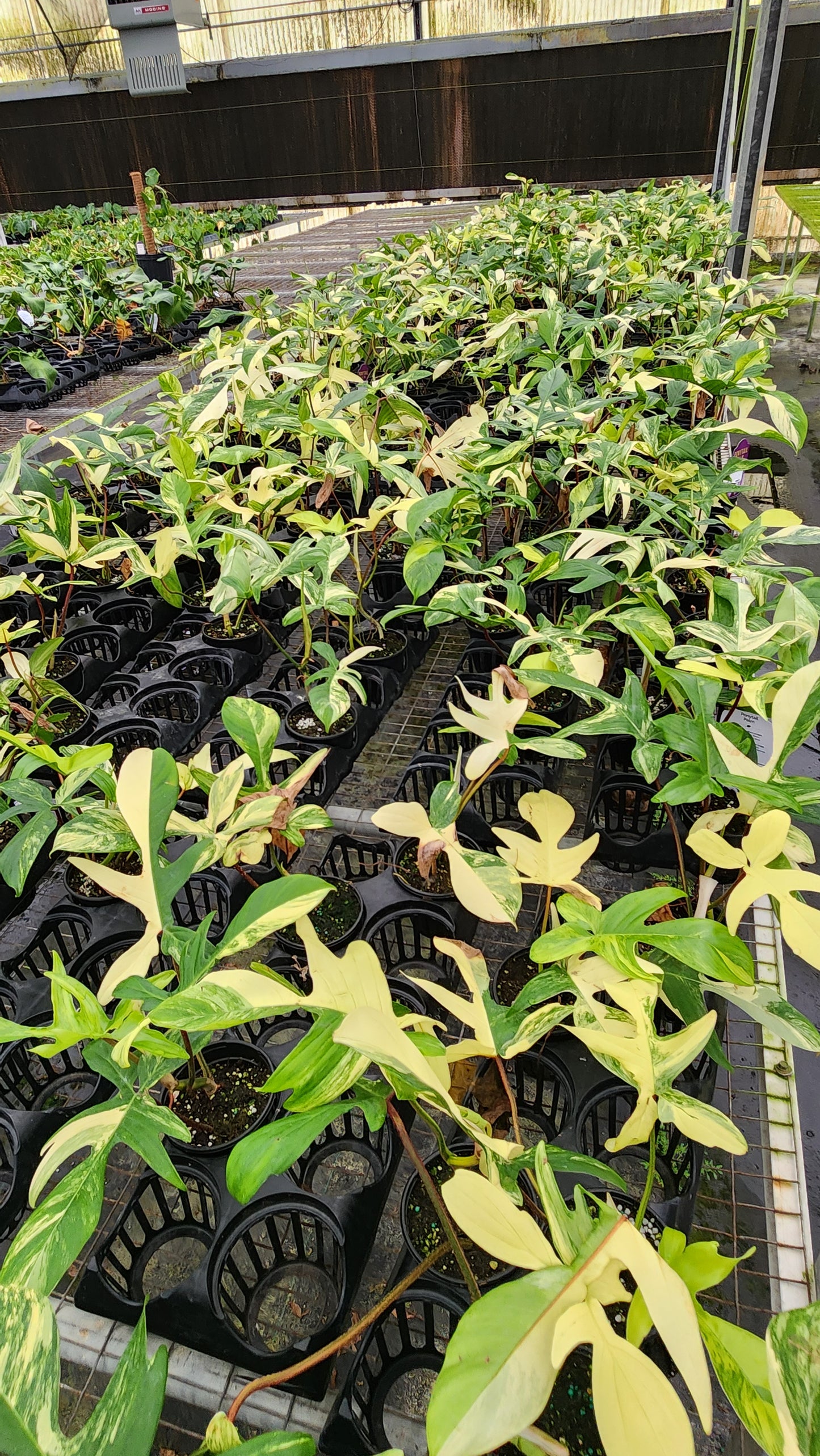 Philodendron Florida Beauty