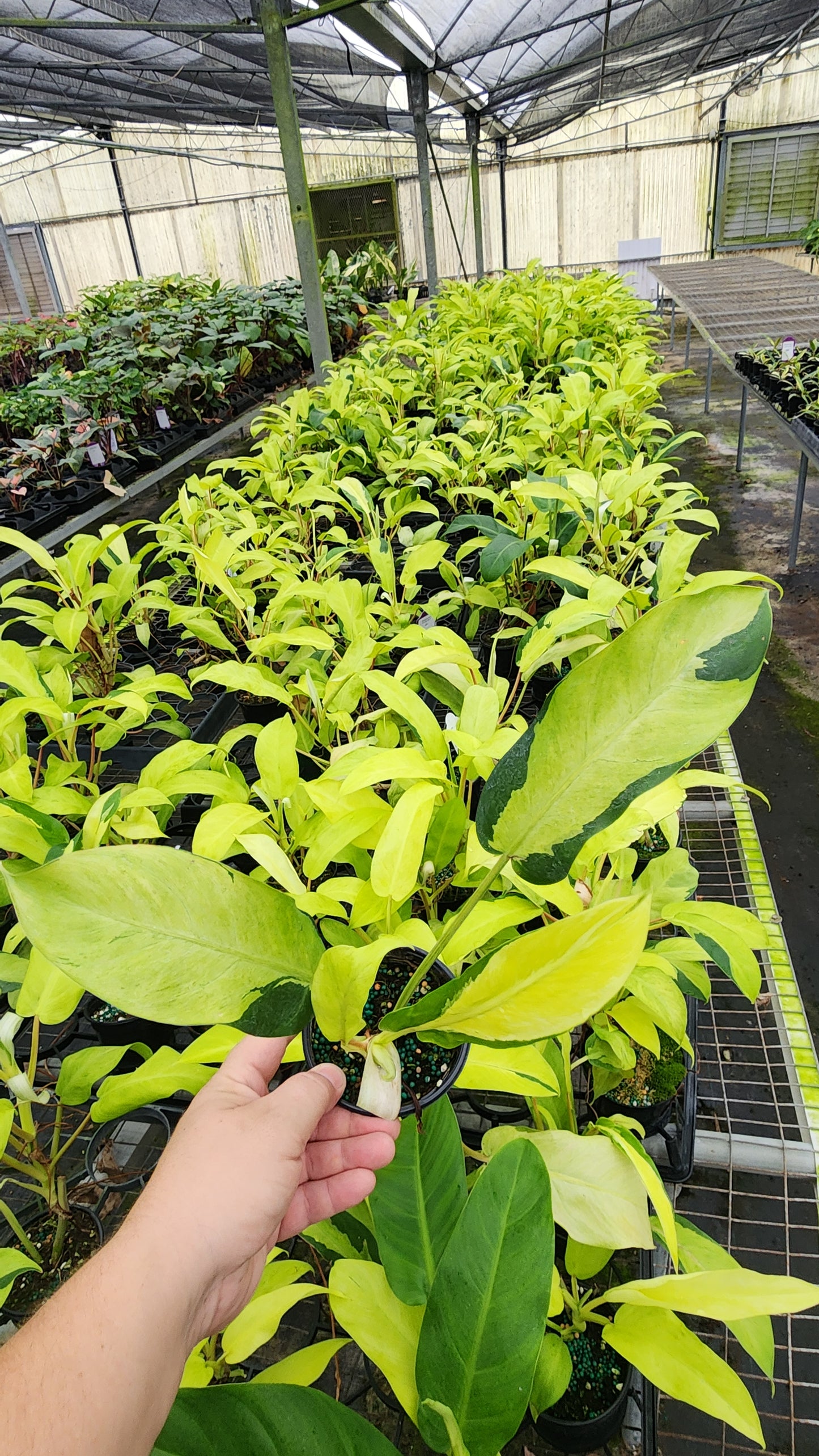 Philodendron Thai Sunrise