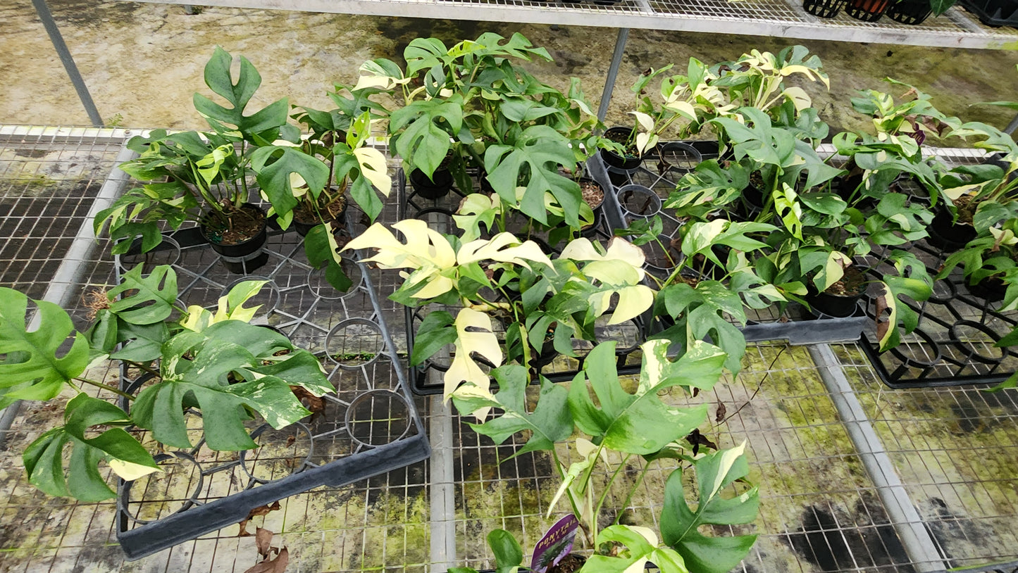 Rhaphidophora Tetrasperma Variegated