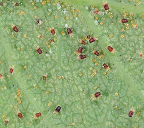 The #1 Question We Get: "How Do You Keep Pests Away?" Our Go-To DIY Spray Recipe