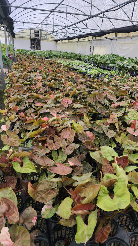 Syngonium 'Strawberry Ice'