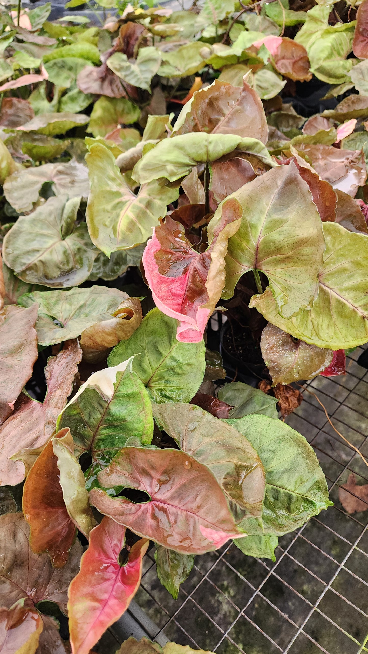 Syngonium 'Strawberry Ice'