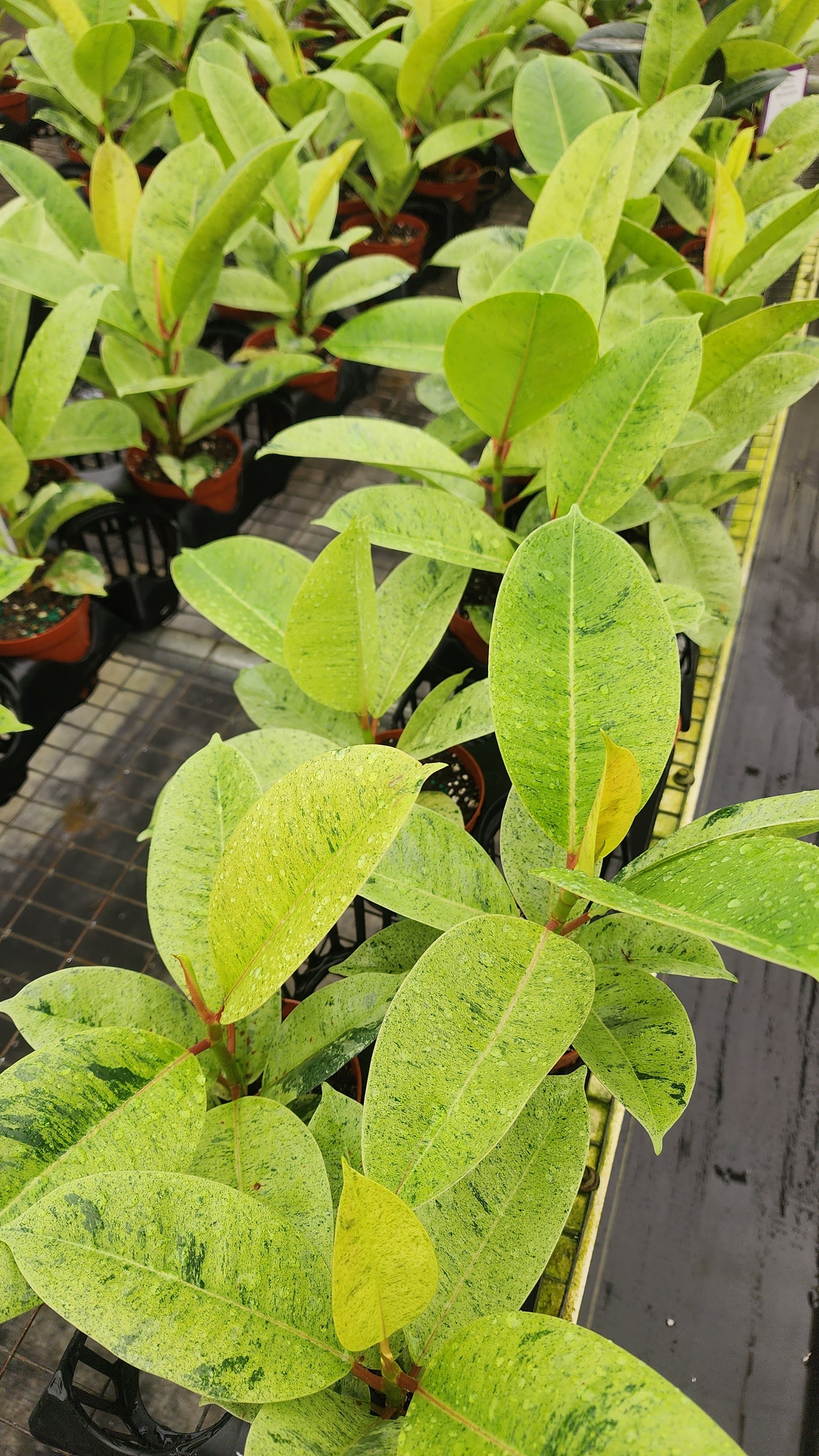 Ficus shivereana 'Moonshine'