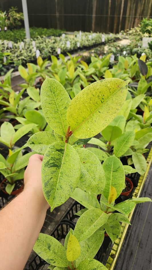 Ficus shivereana 'Moonshine'