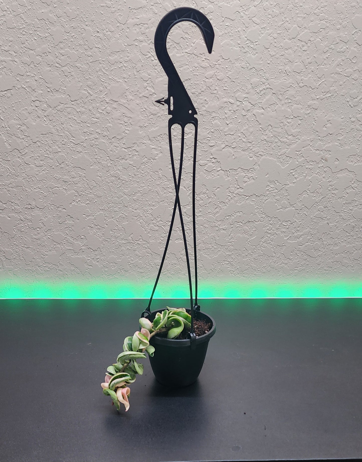 Hoya Variegated Hindu Rope