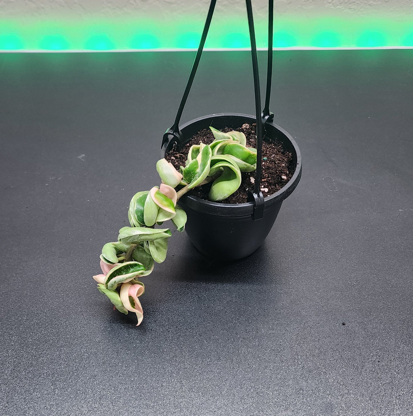 Hoya Variegated Hindu Rope