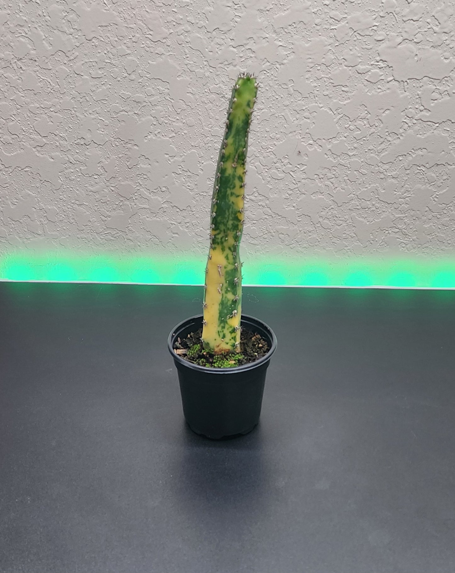 Harrisia Variegated "Queen of the Night"