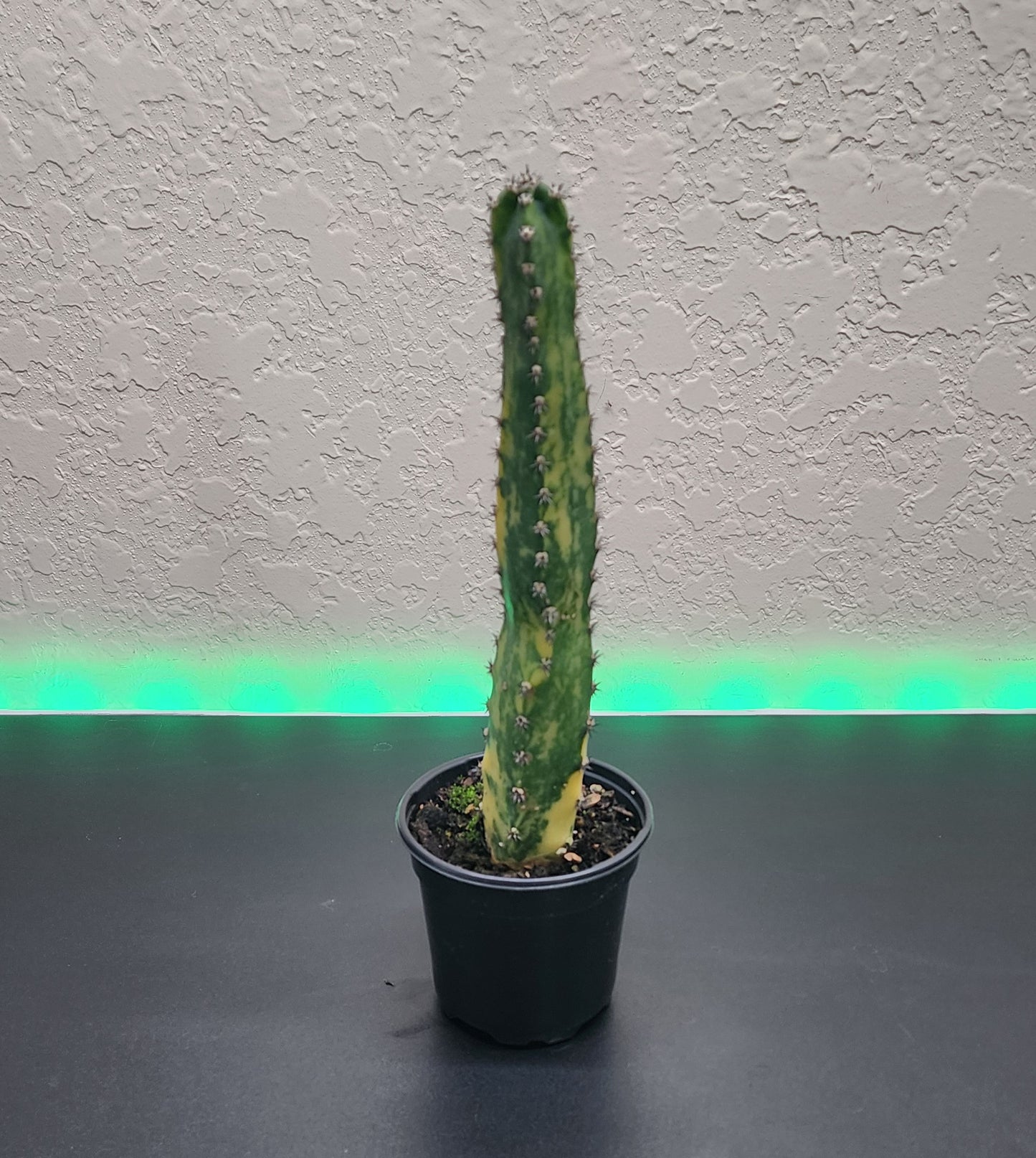 Harrisia Variegated "Queen of the Night"