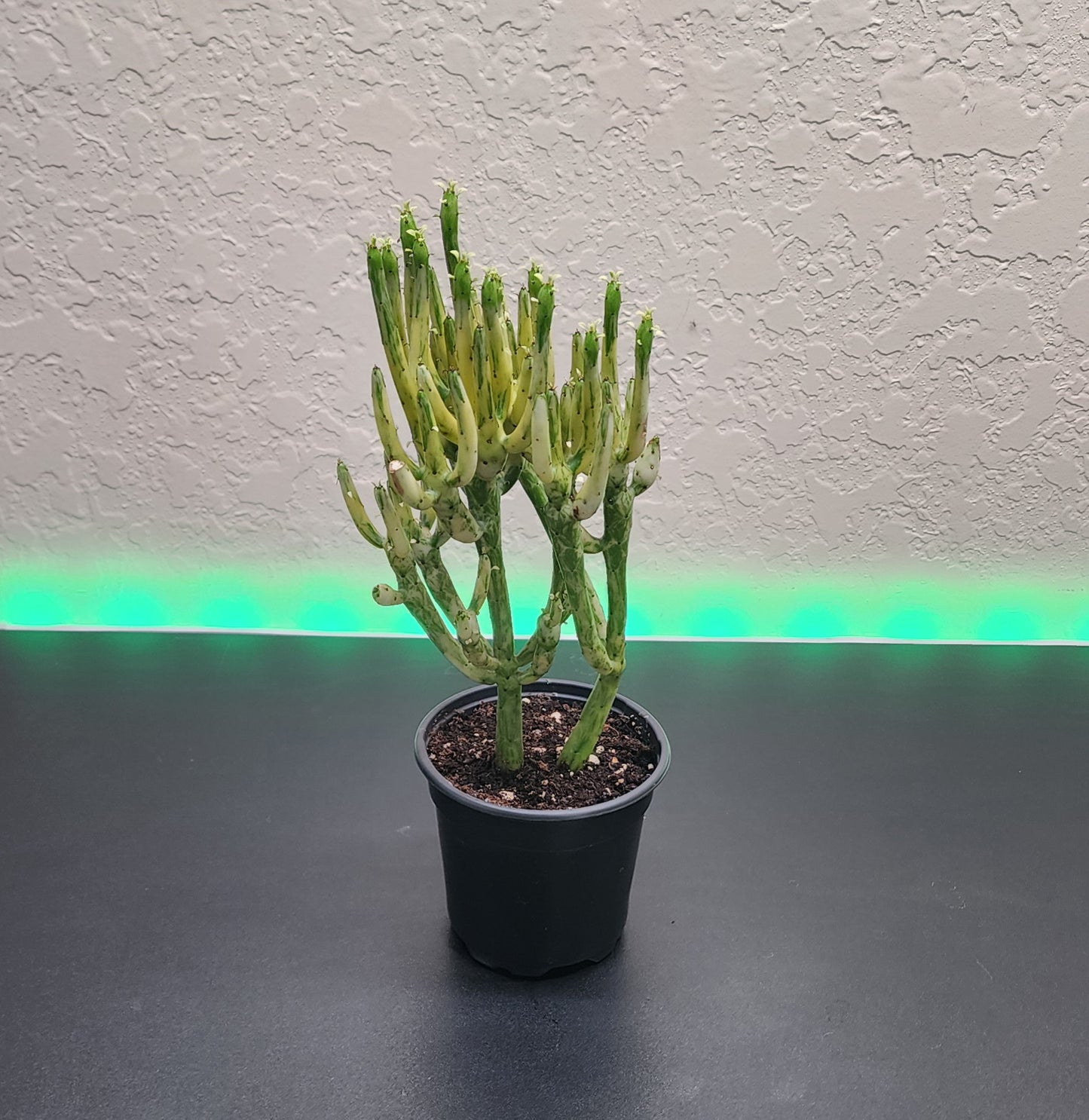 Sticks on Fire Variegated