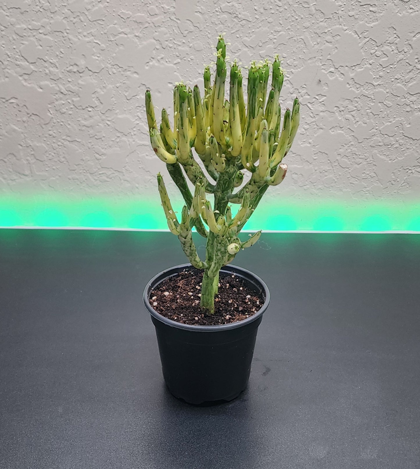 Sticks on Fire Variegated