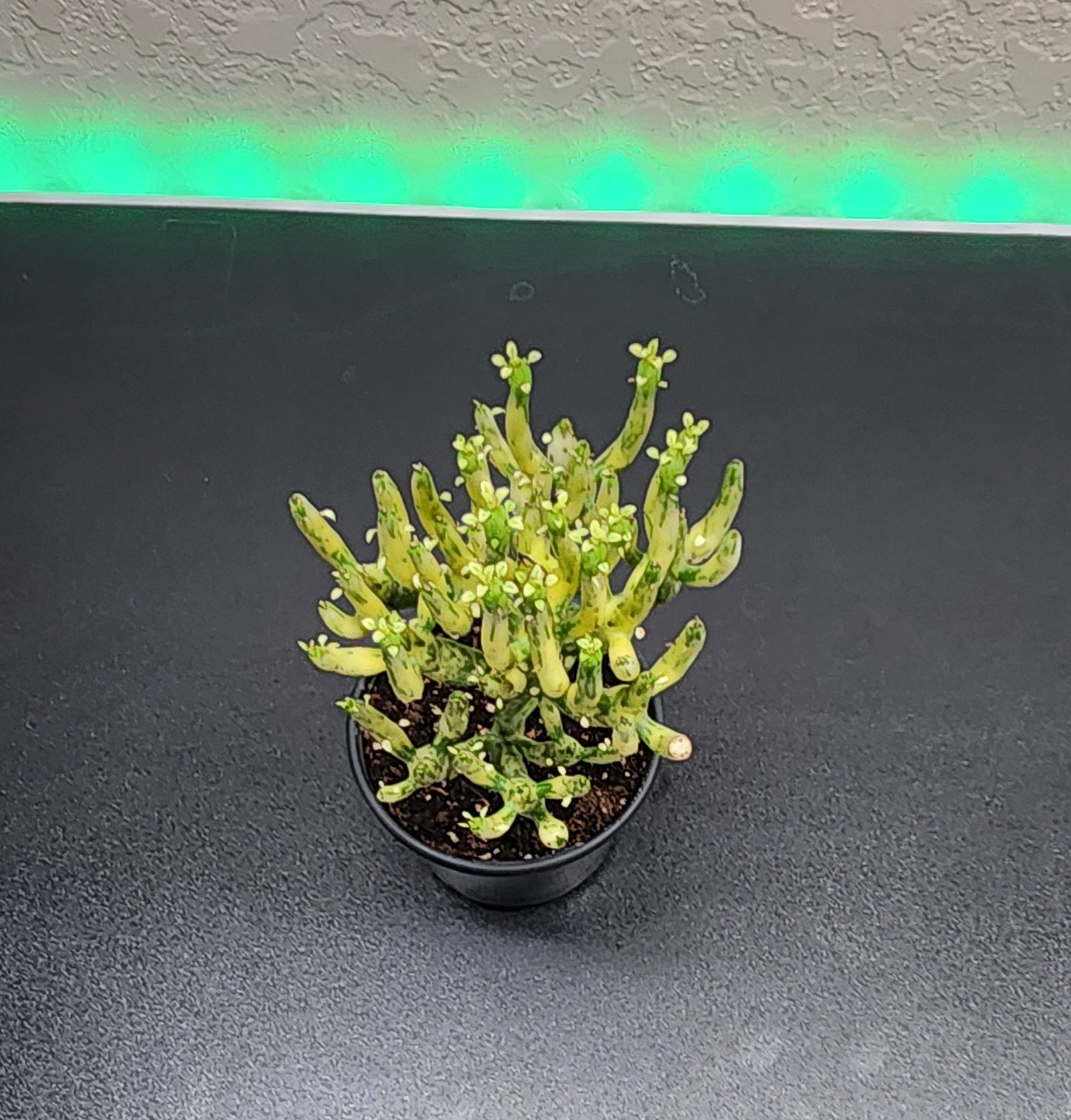 Sticks on Fire Variegated