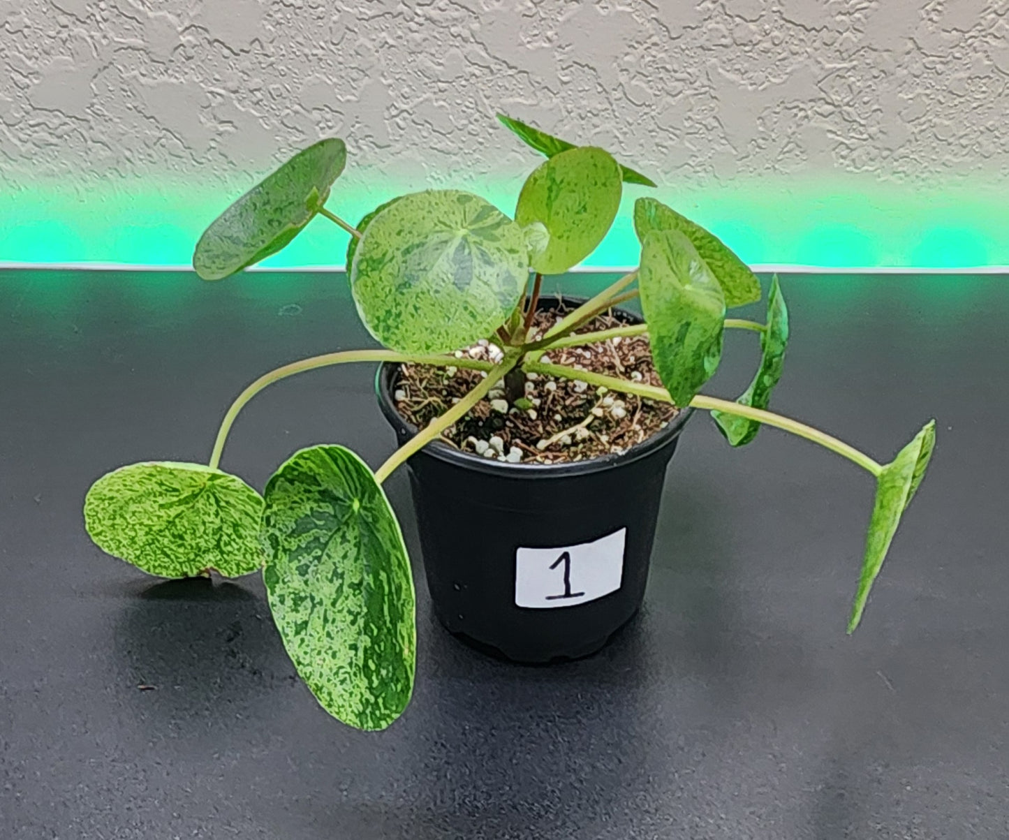Pilea 'Mojito'