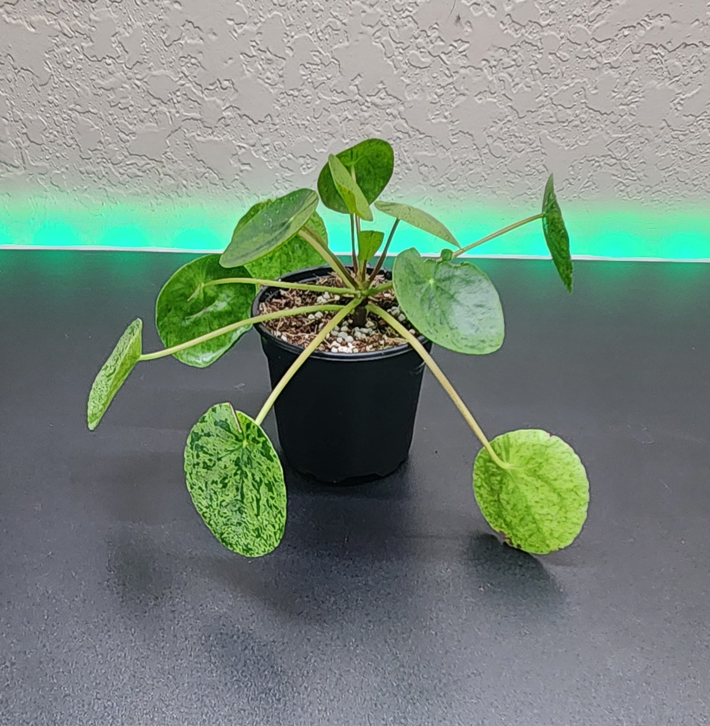 Pilea 'Mojito'