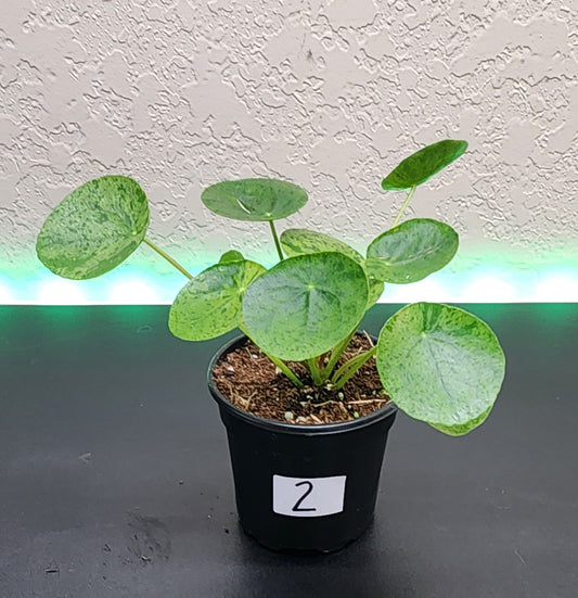 Pilea 'Mojito'