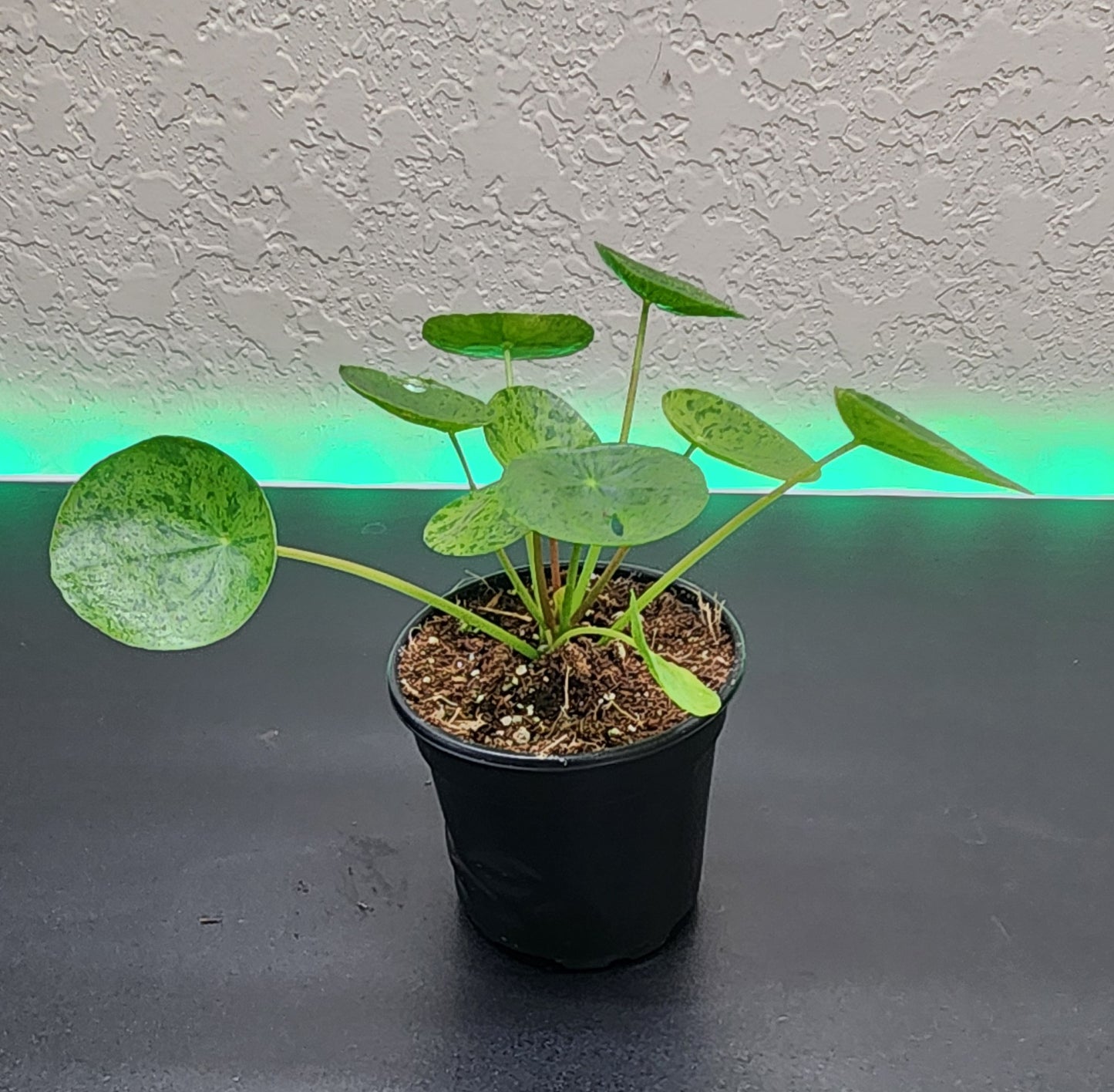 Pilea 'Mojito'