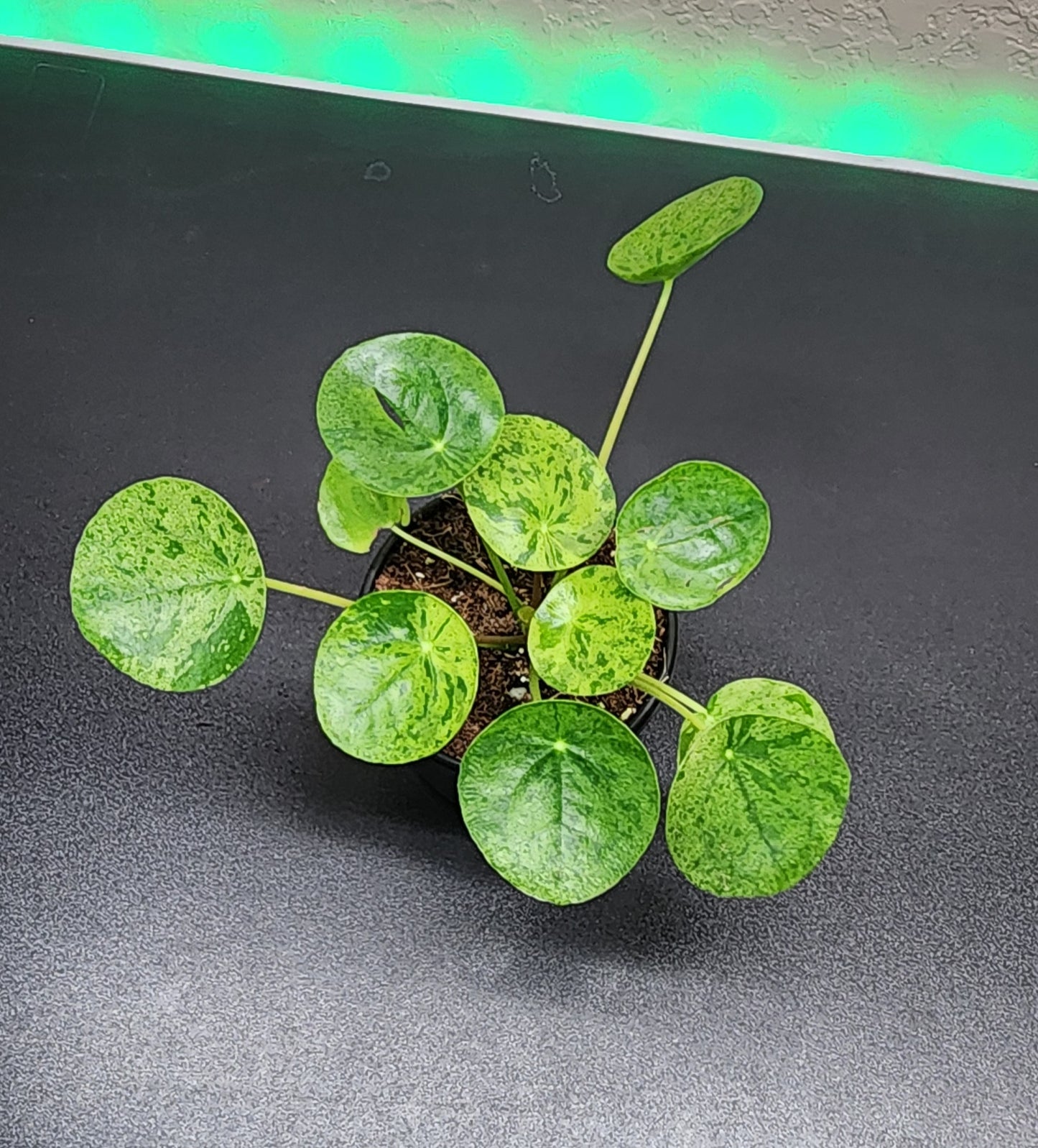 Pilea 'Mojito'