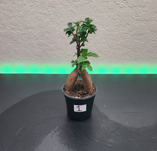 Ginseng Ficus