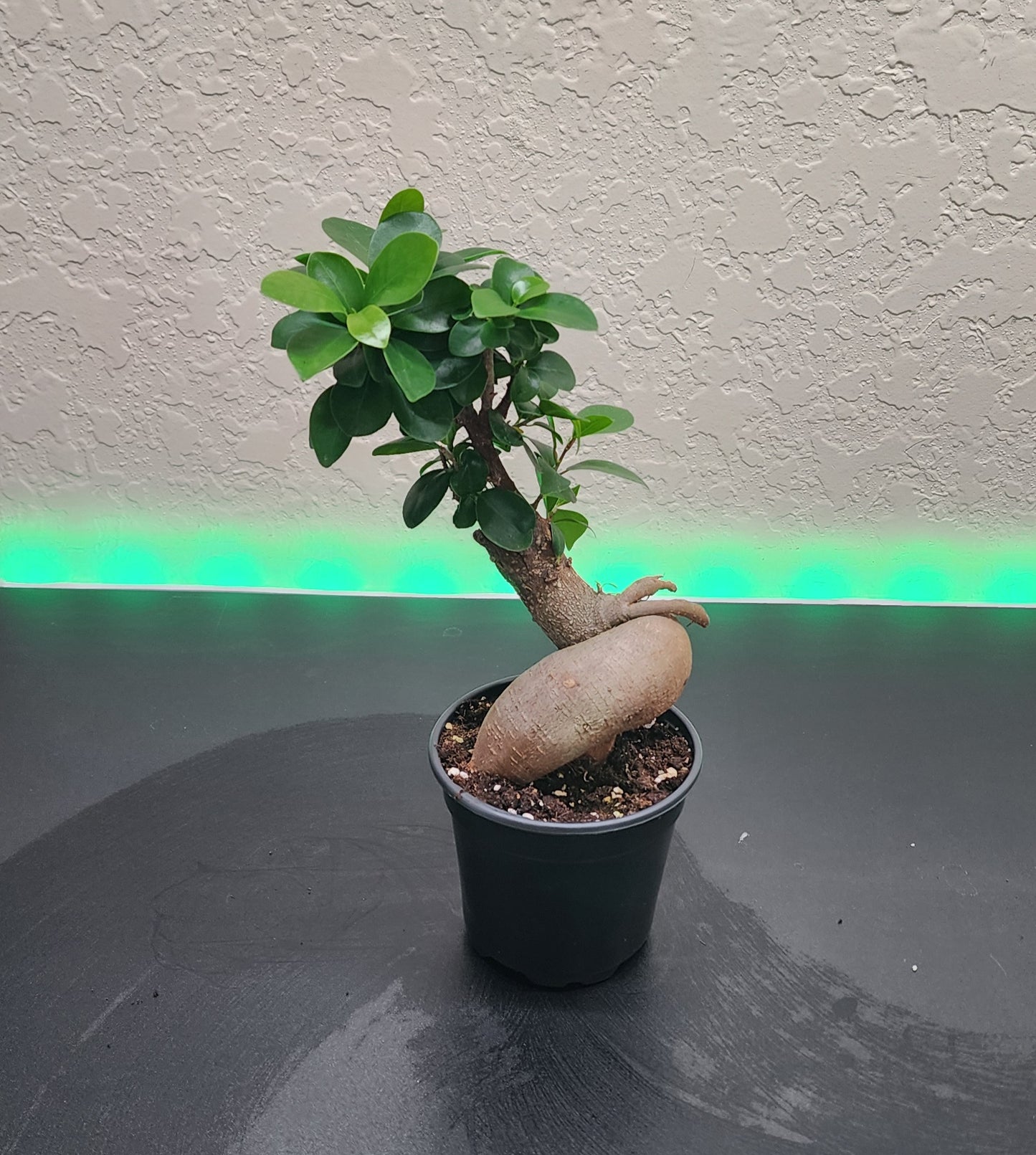 Ginseng Ficus
