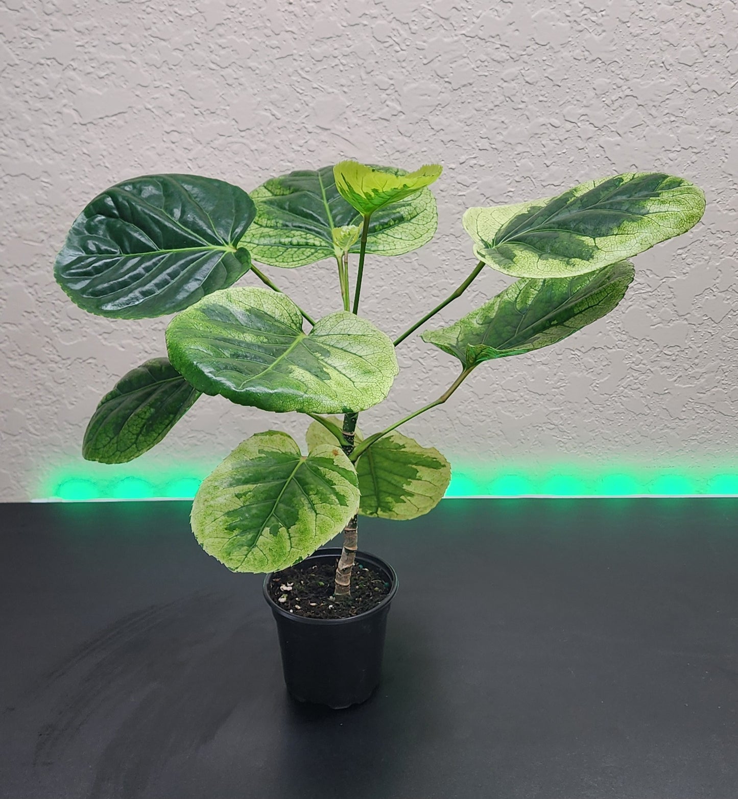 Polyscias Scutellaria Variegated