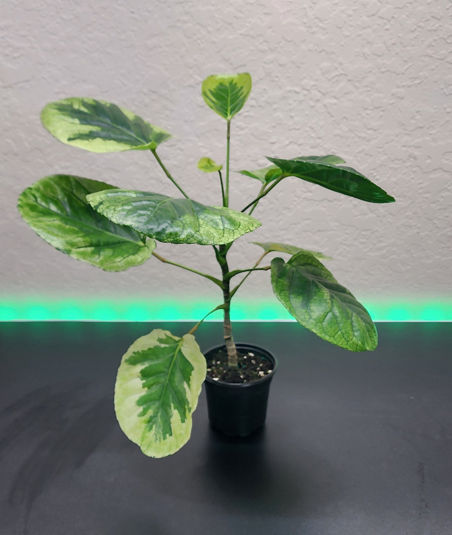 Polyscias Scutellaria Variegated