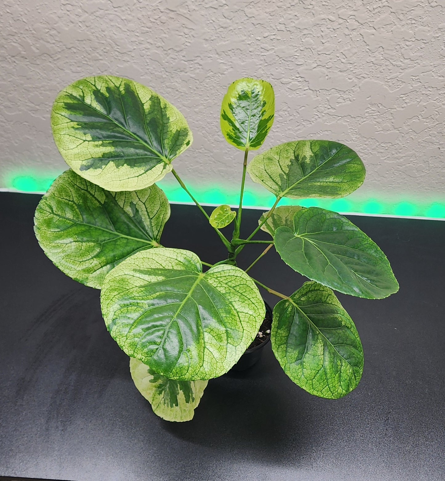 Polyscias Scutellaria Variegated