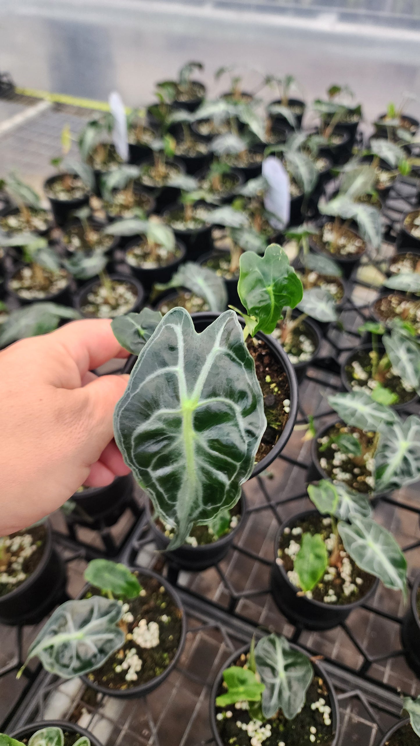 Alocasia Venom