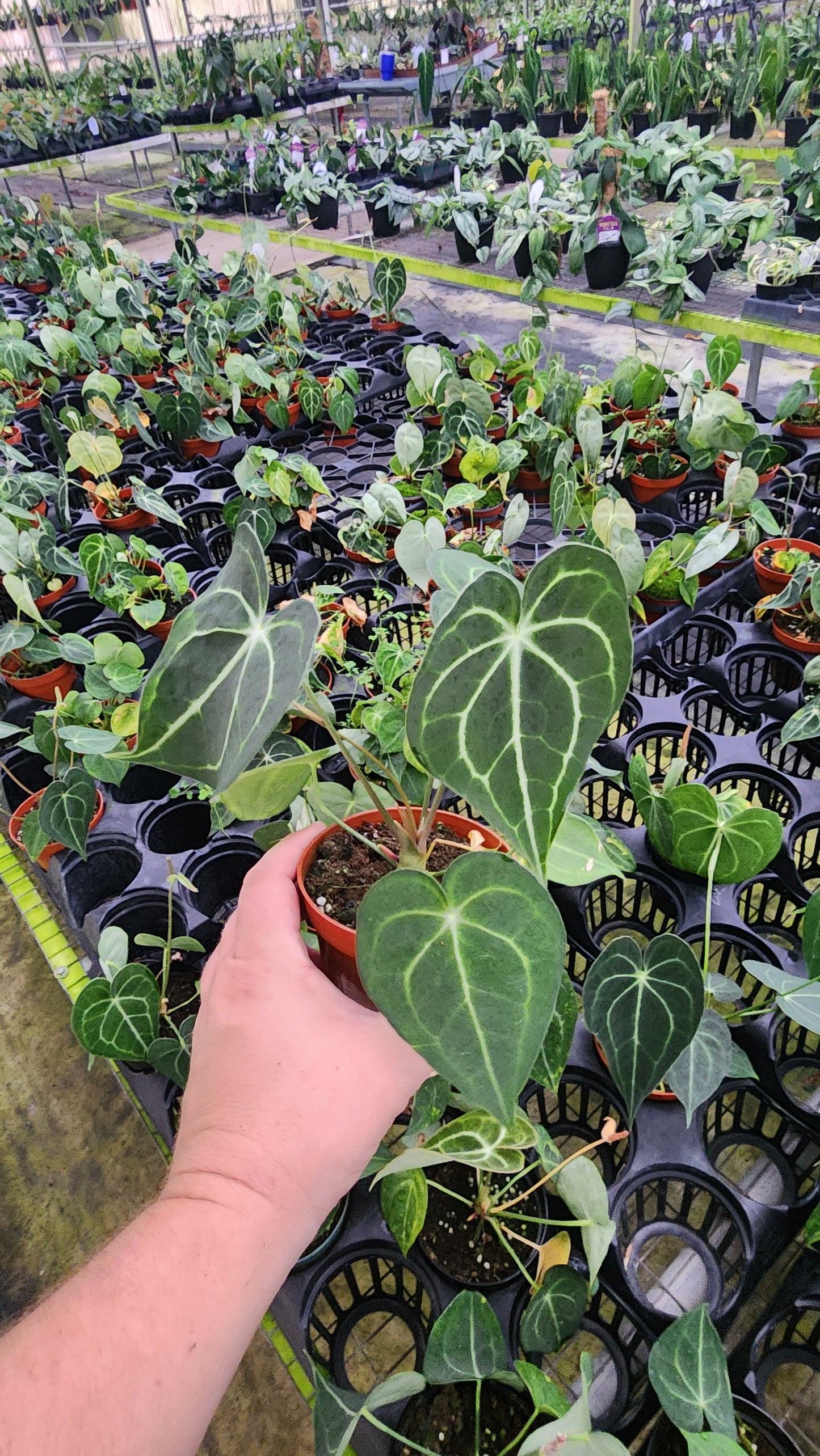 Anthurium Clarinervium