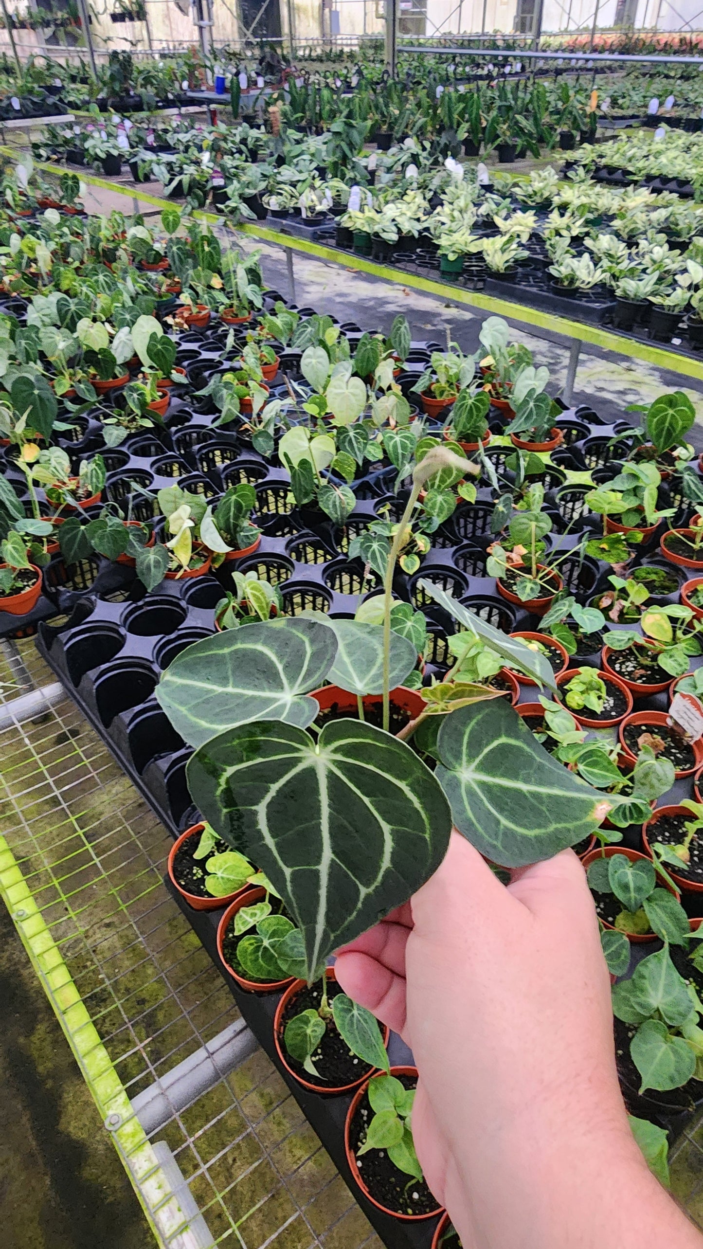 Anthurium Clarinervium