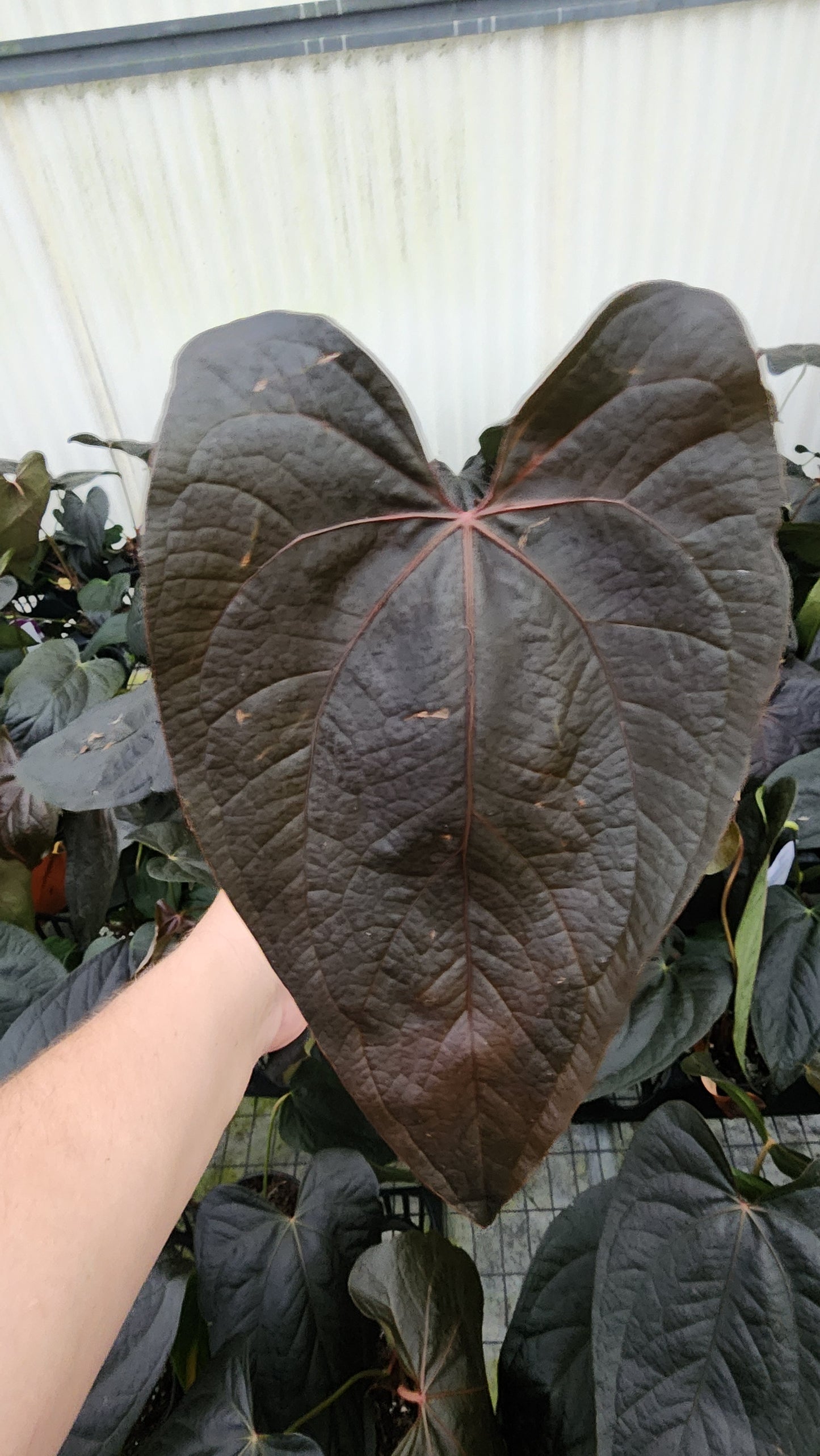 Anthurium Red Heart