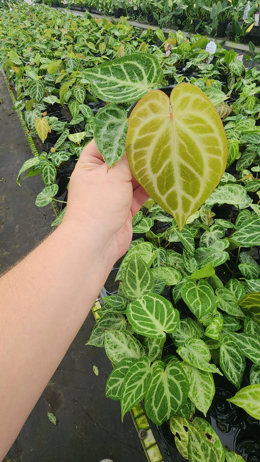 Anthurium Silver Blush Mint