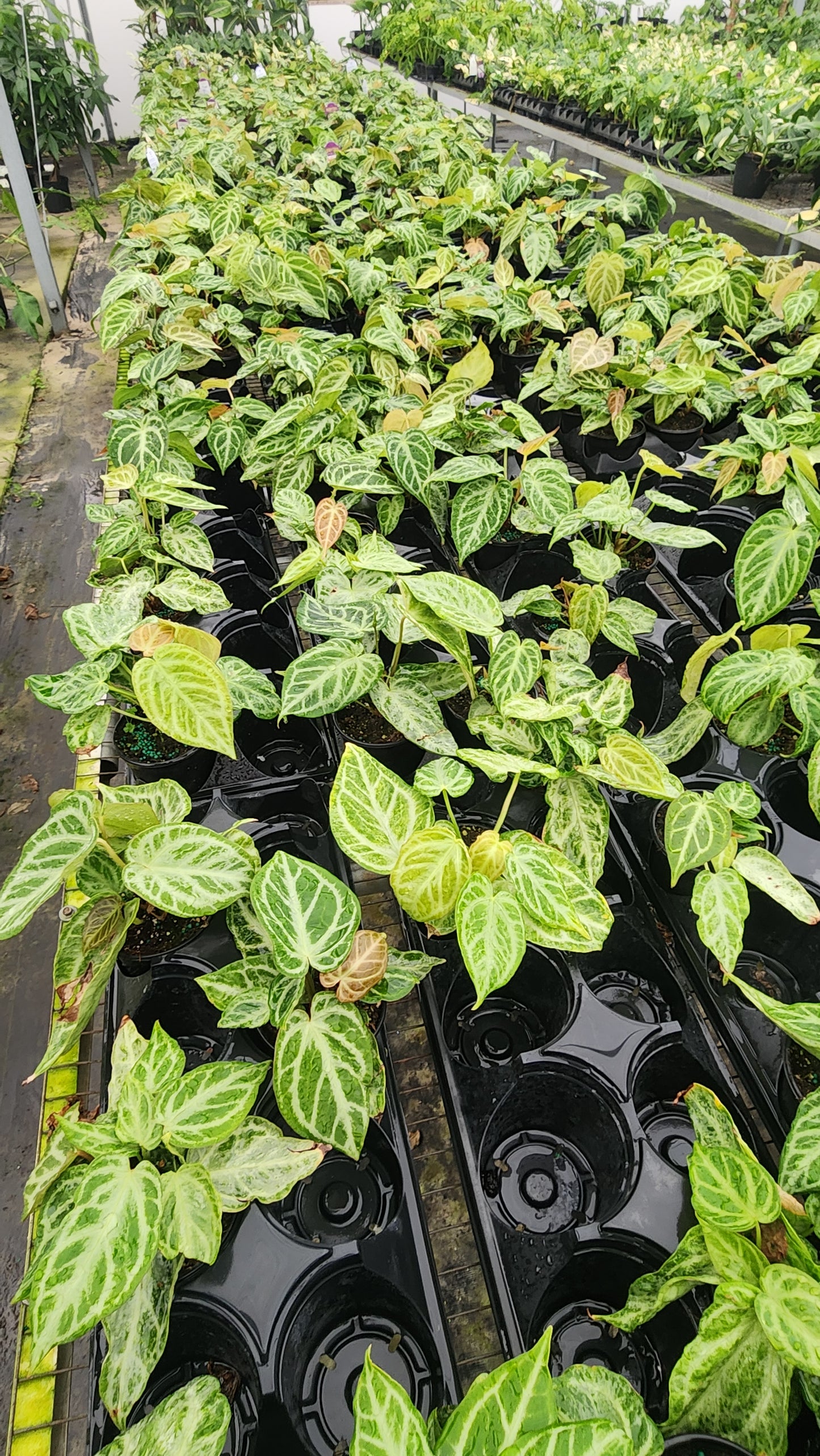 Anthurium Silver Blush Mint
