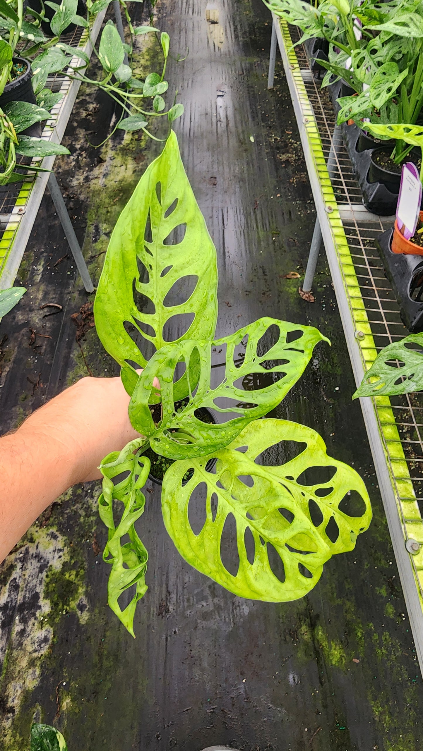 Monstera Acuminata 'Mint'