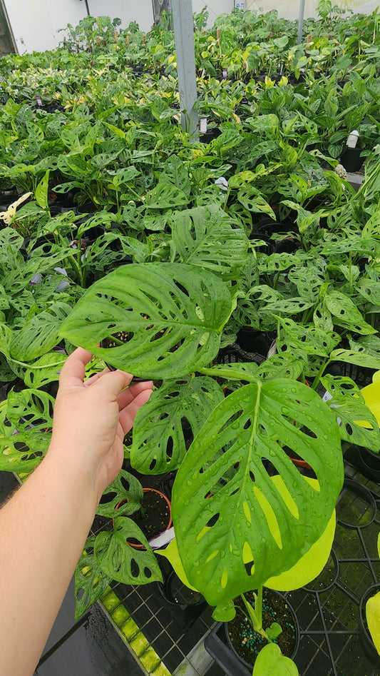 Monstera Acuminata 'Mint'