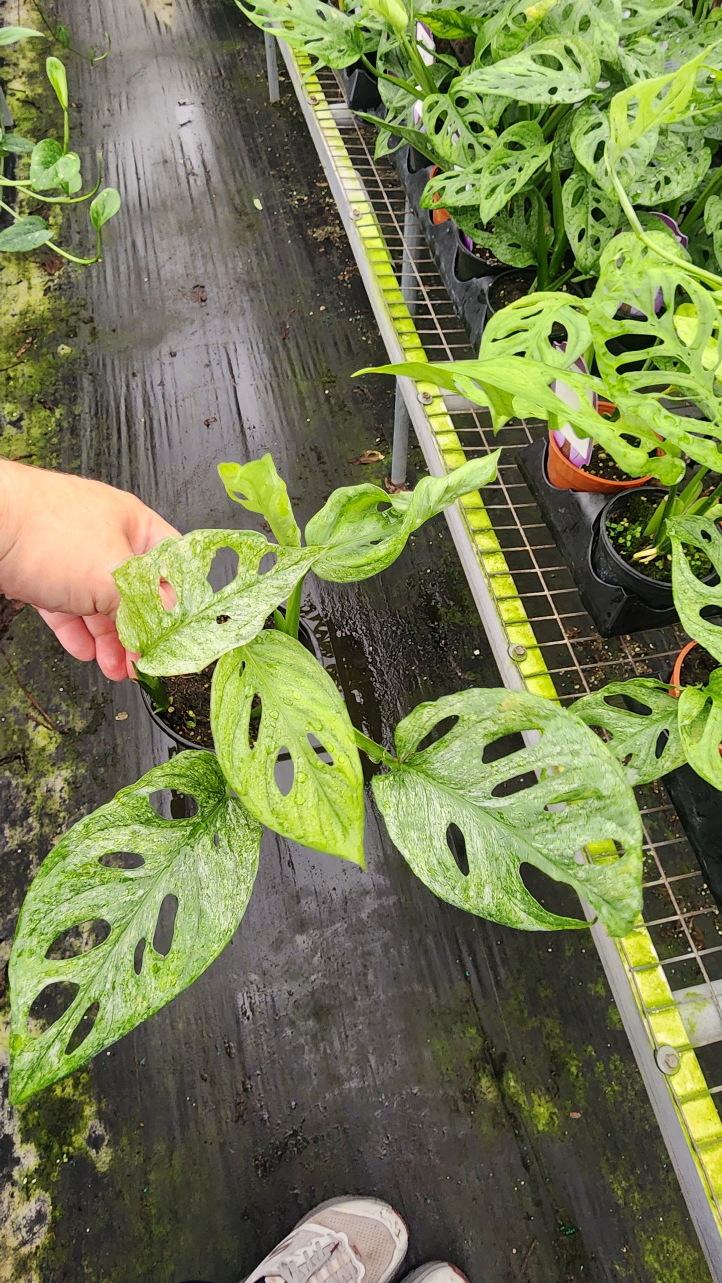 Monstera Acuminata 'Mint'