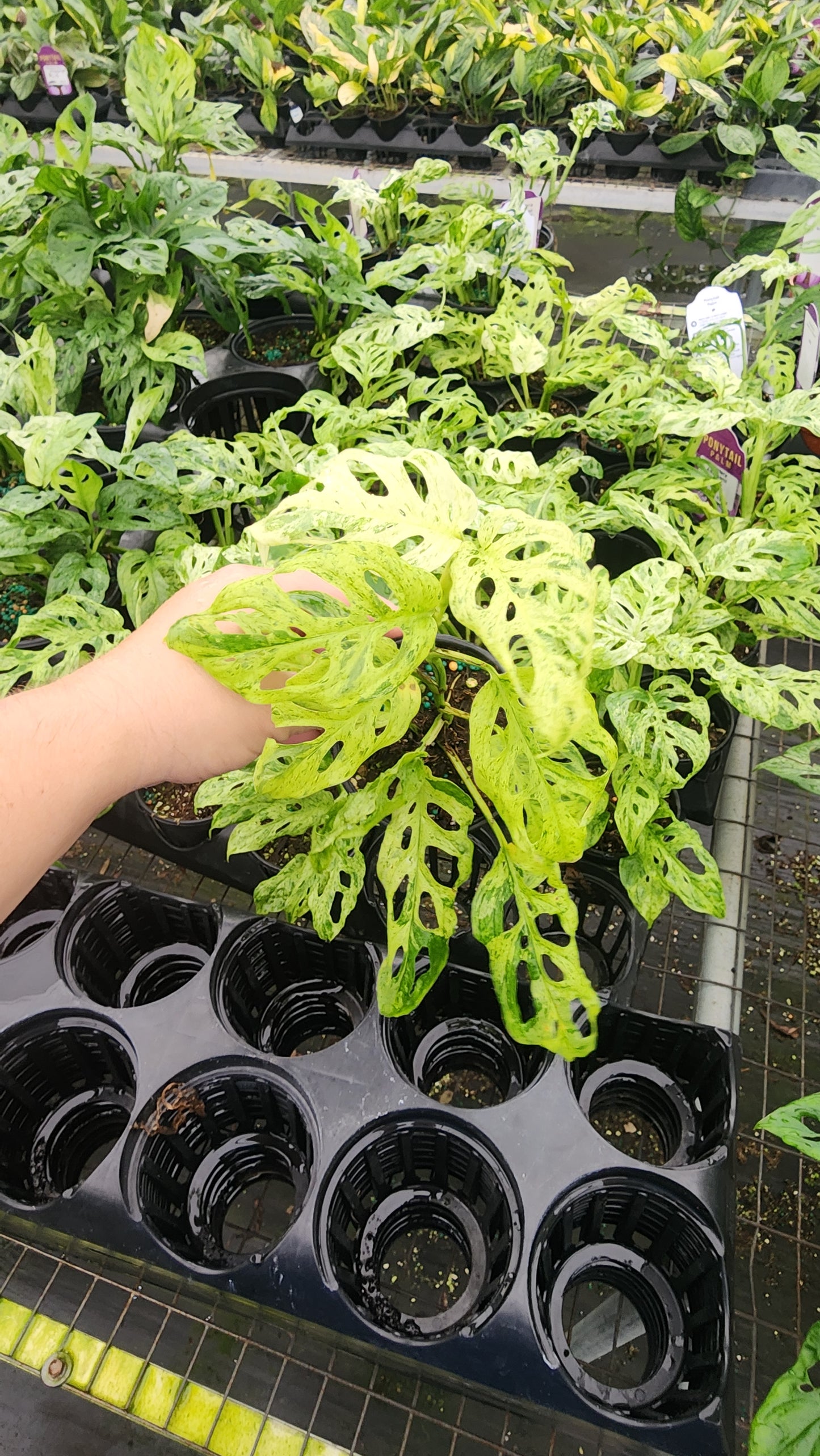 Monstera Acuminata 'Mint'