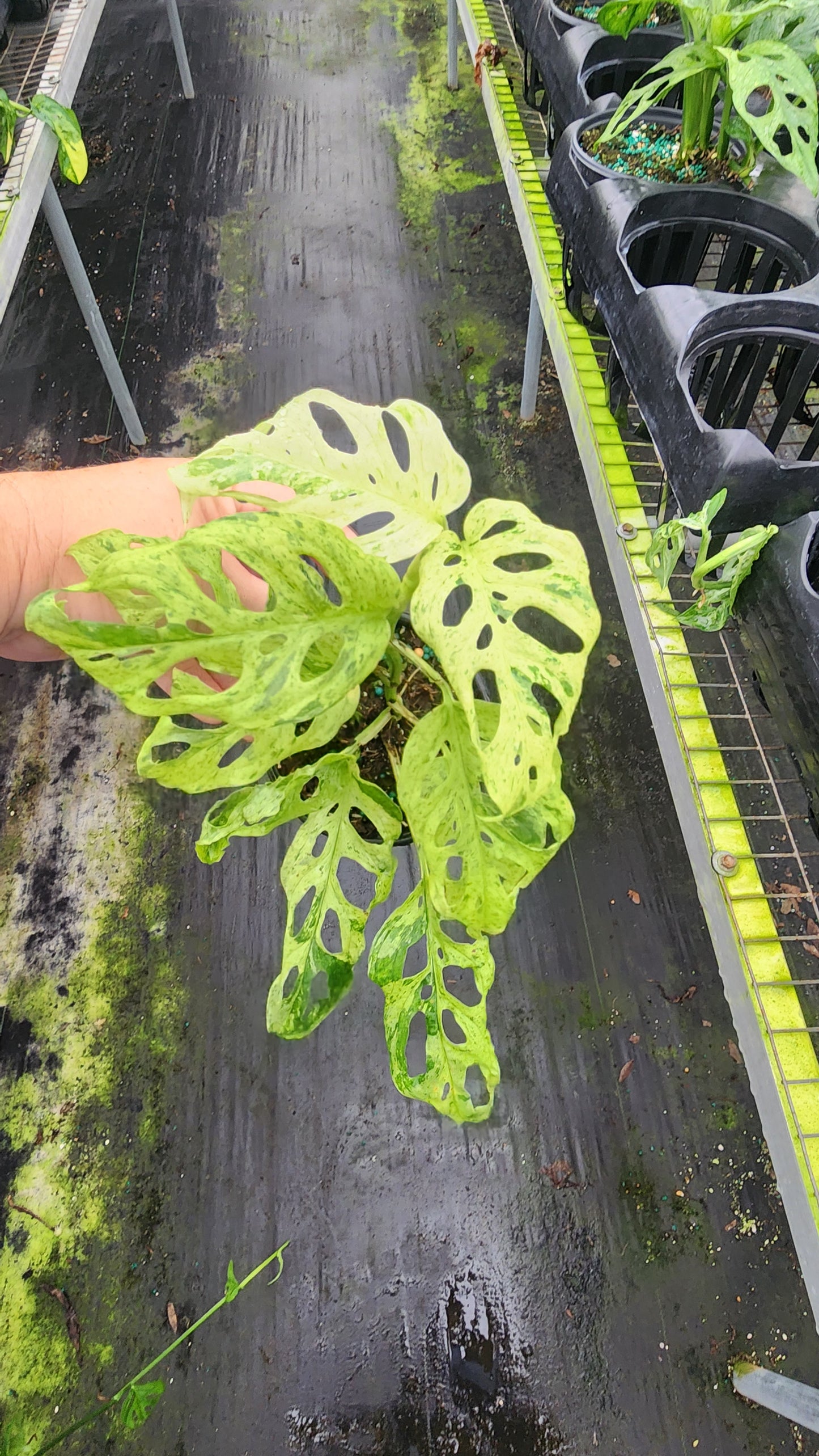 Monstera Acuminata 'Mint'