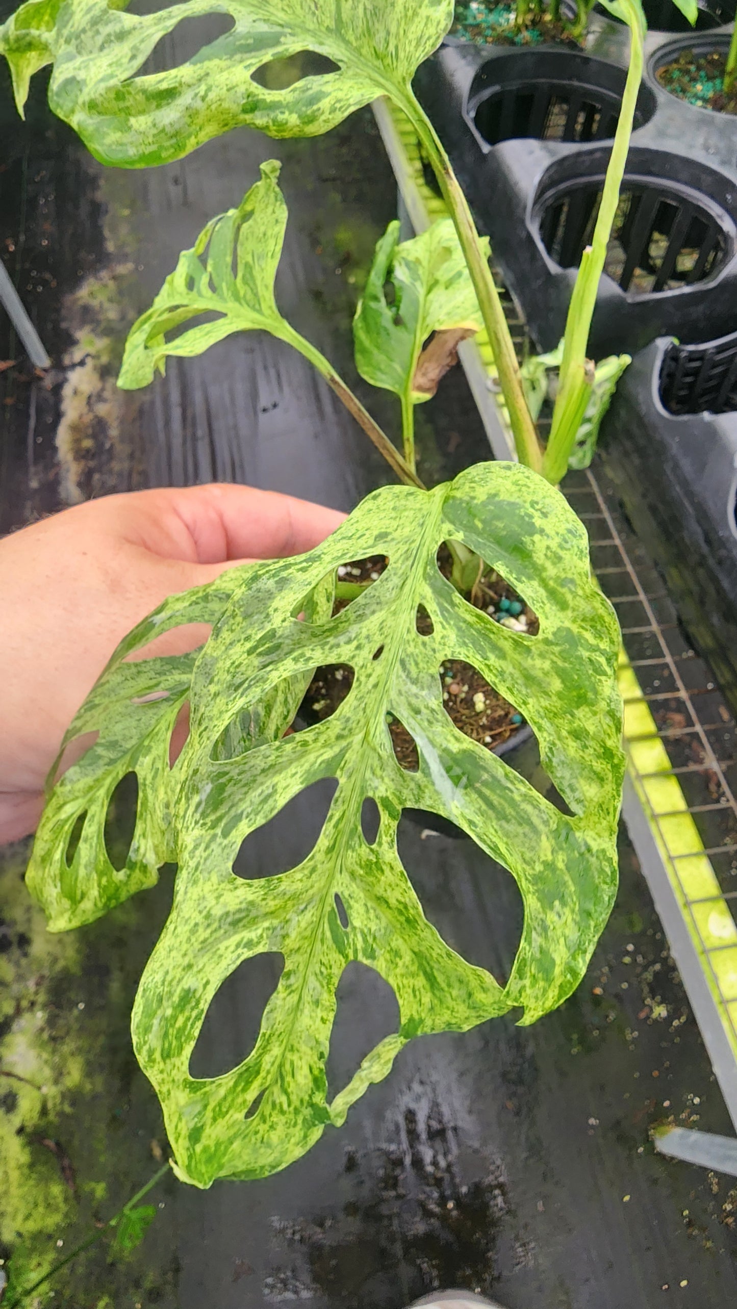 Monstera Acuminata 'Mint'