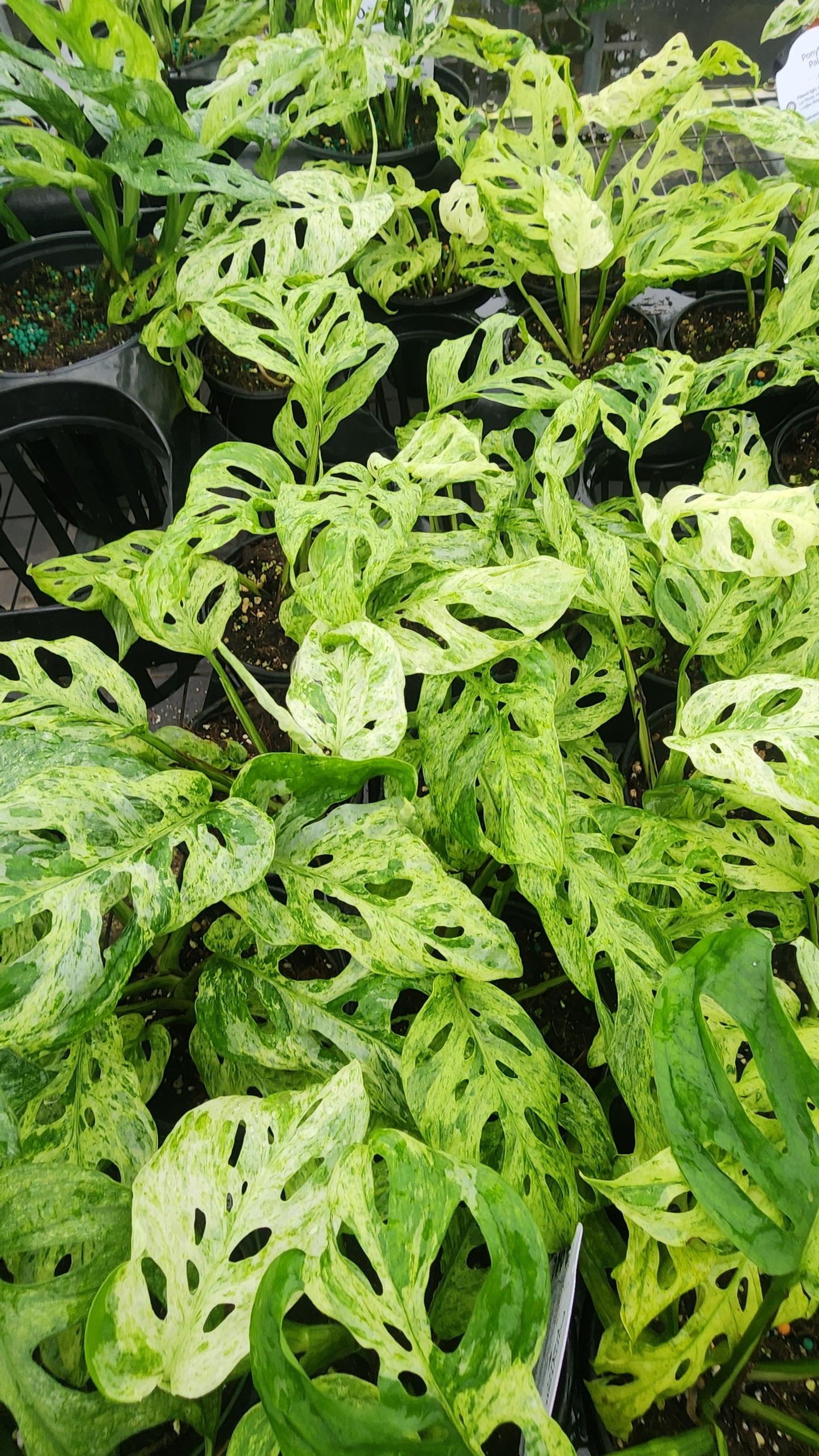 Monstera Acuminata 'Mint'