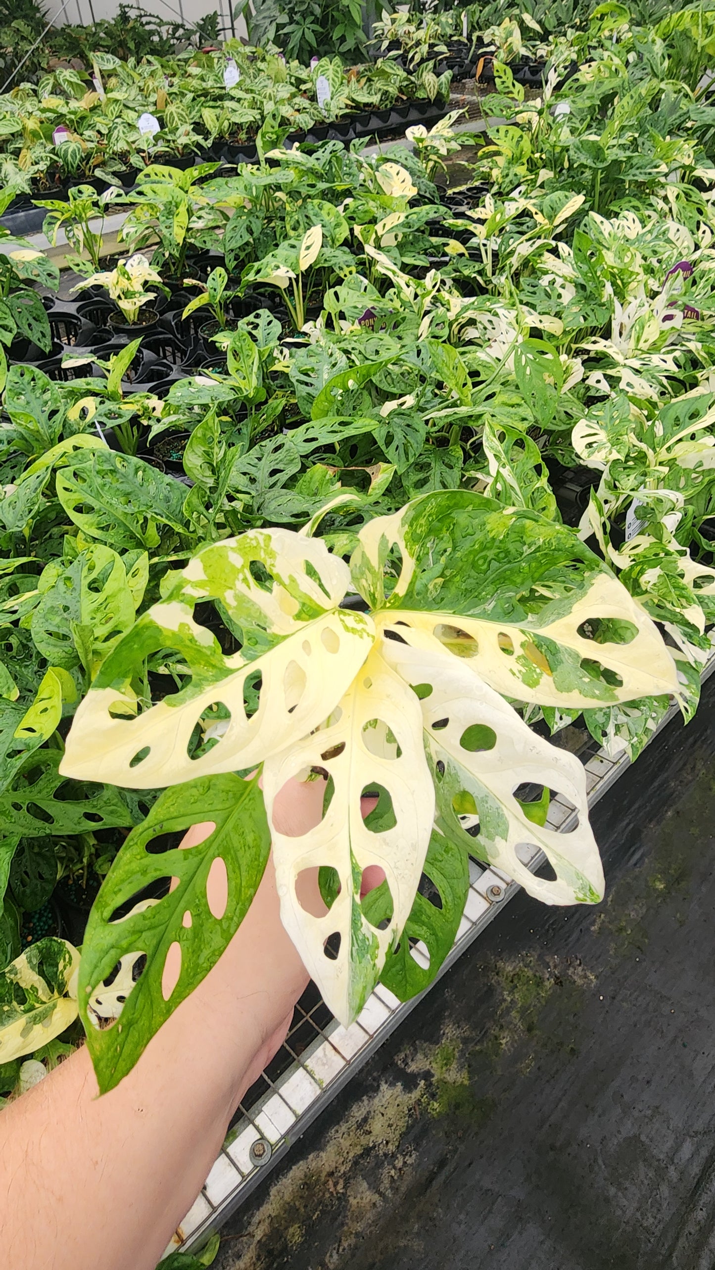 Monstera Adonsonii Albo