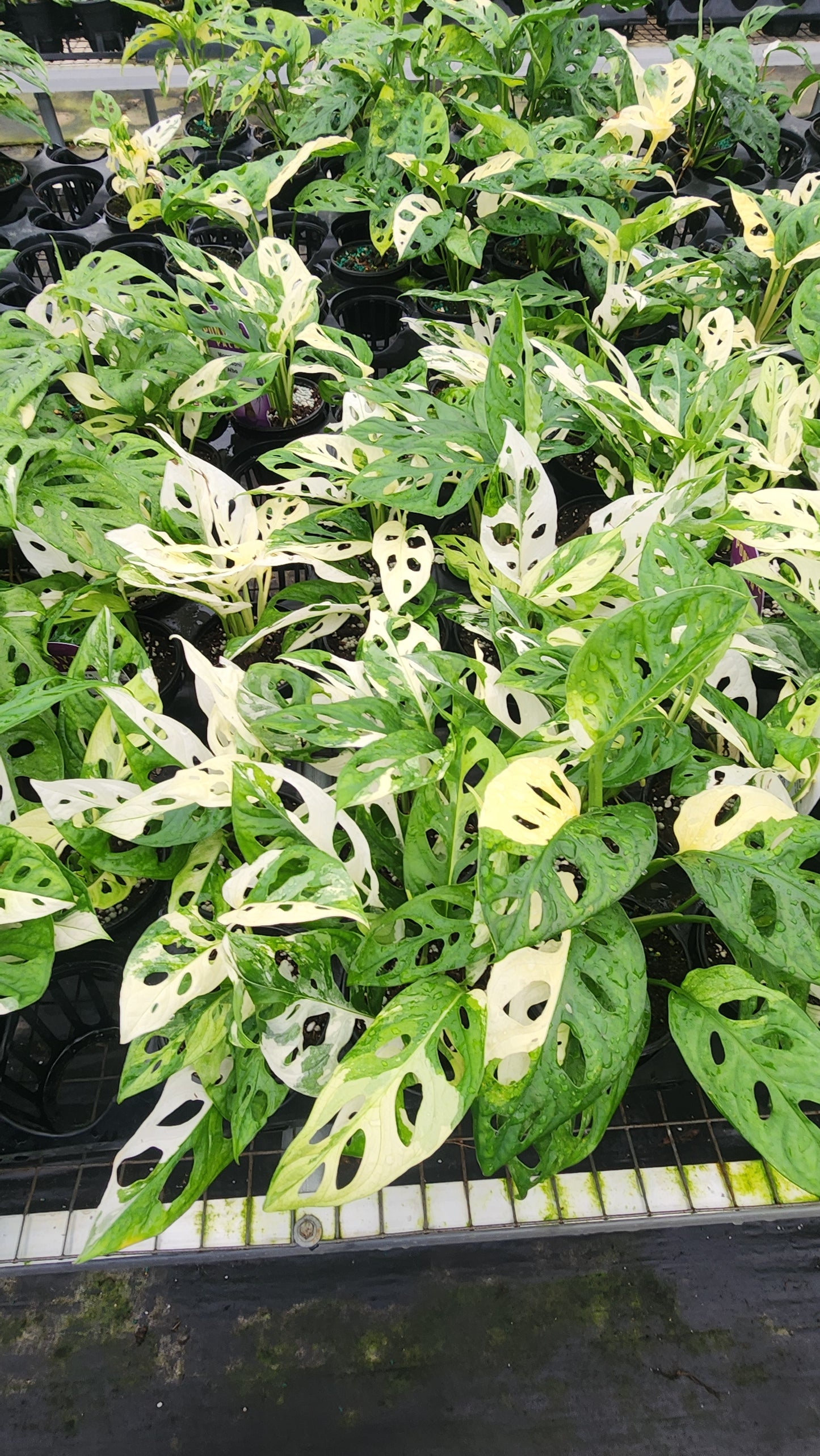 Monstera Adonsonii Albo