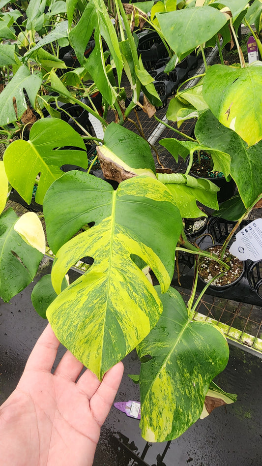 Monstera Aurea