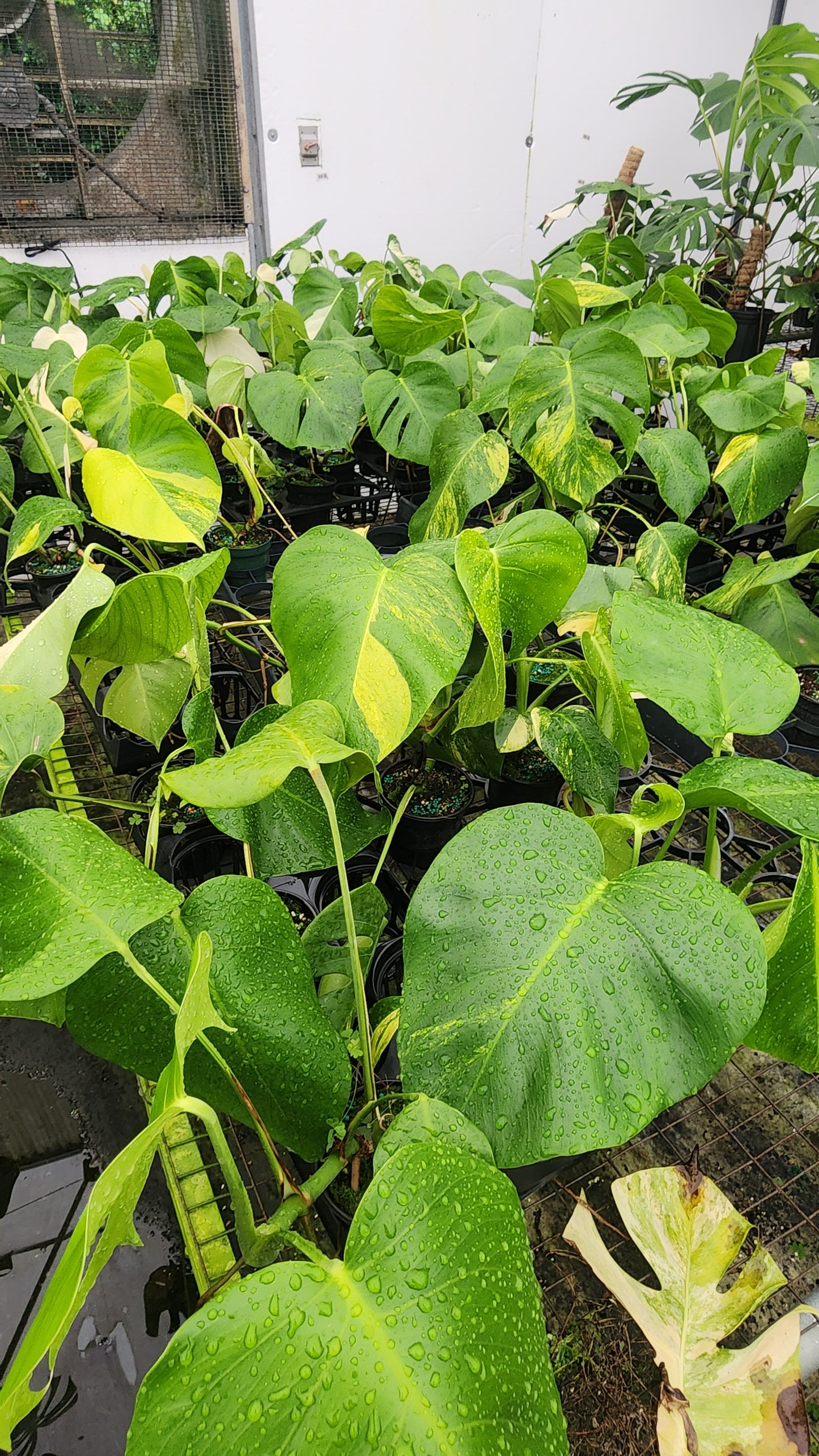 Monstera Aurea