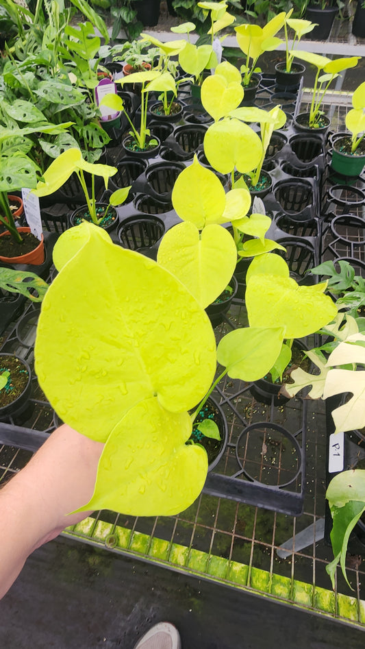 Monstera Lemon Lime