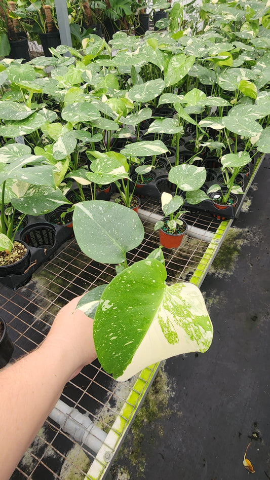 Monstera Thai Constellation