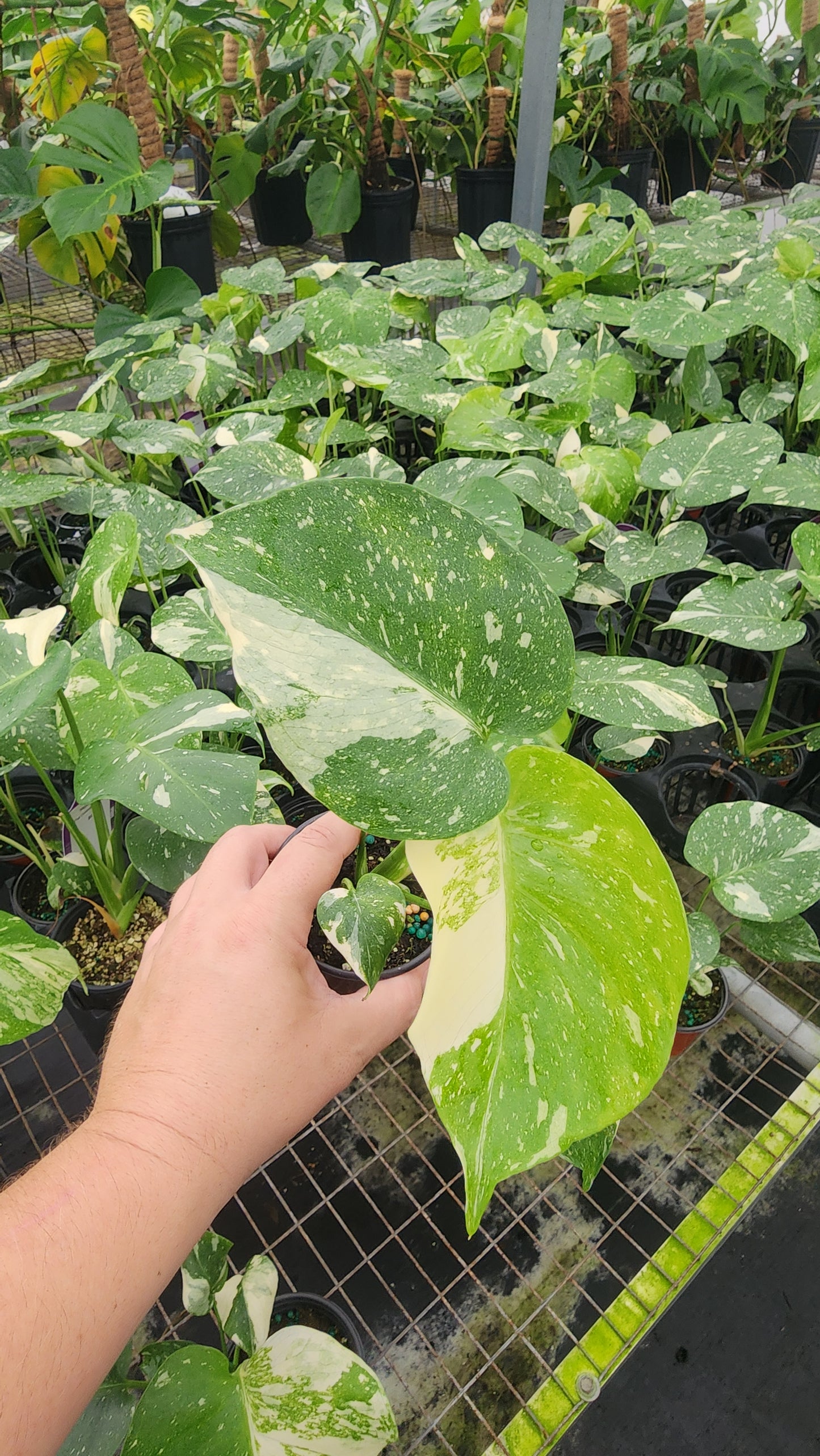 Monstera Thai Constellation