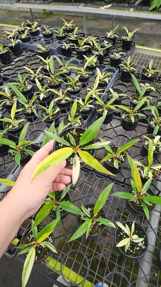 Philodendron Caramel Marble