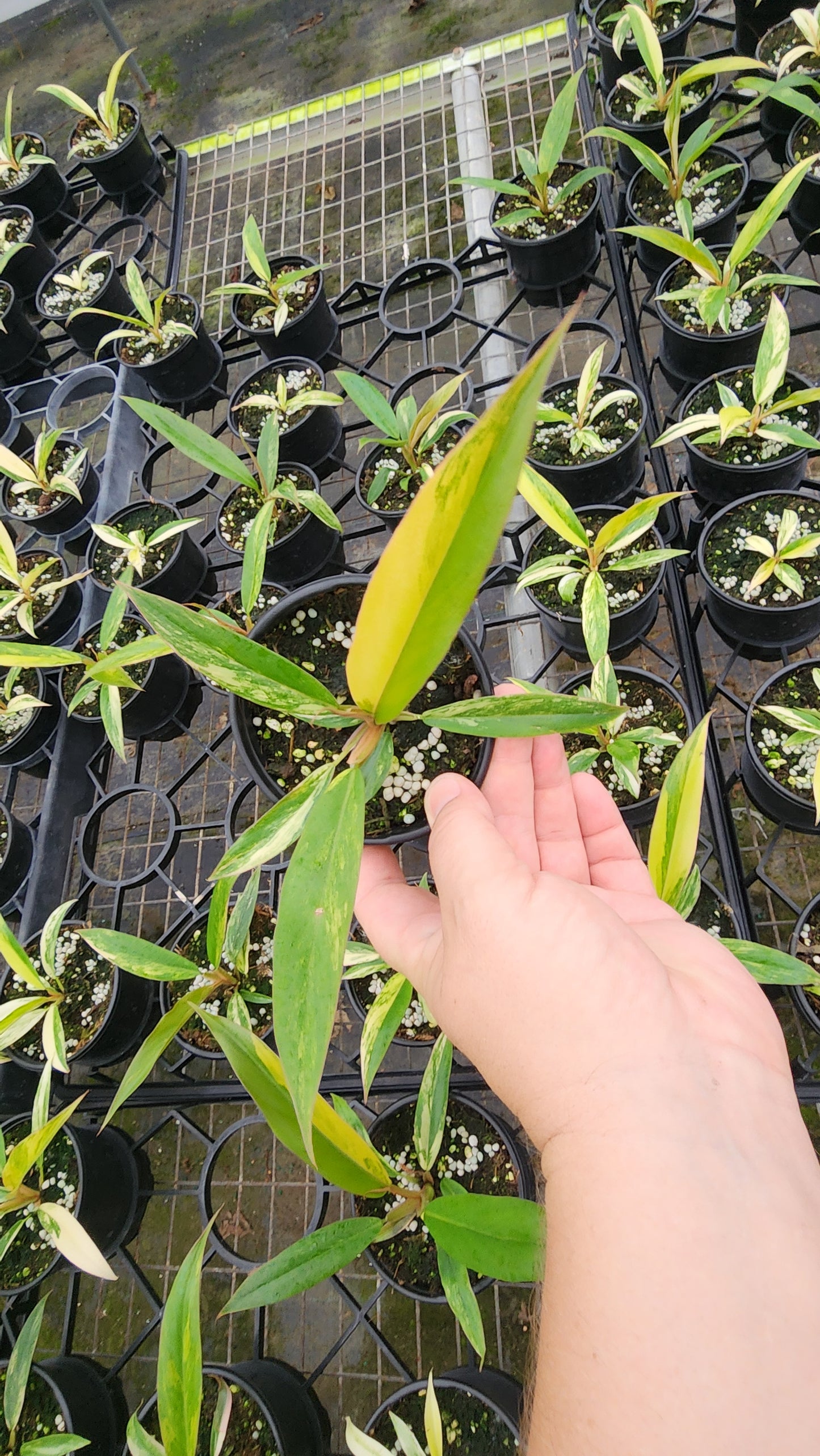 Philodendron Caramel Marble